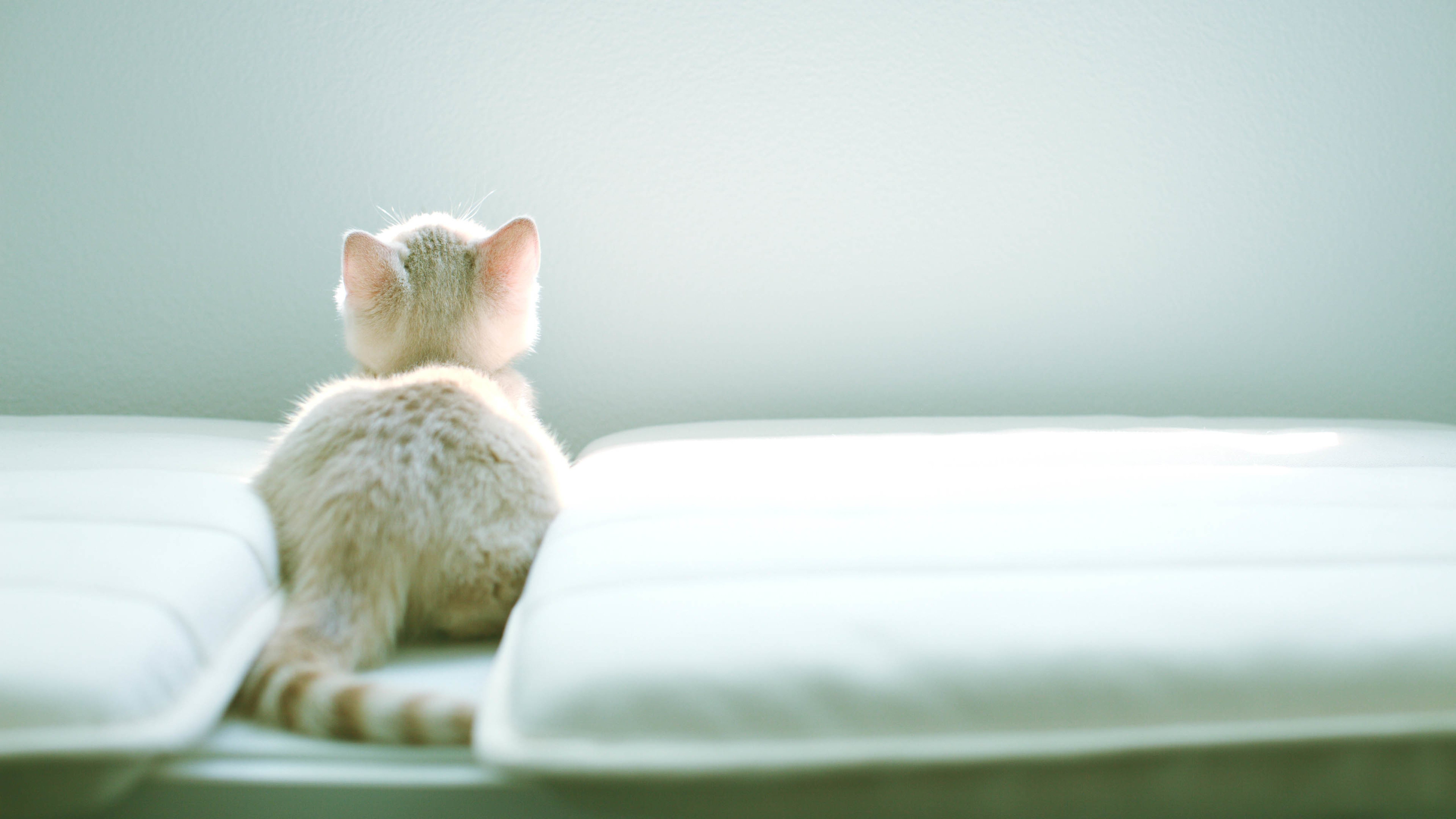 小猫,可爱,喵星人