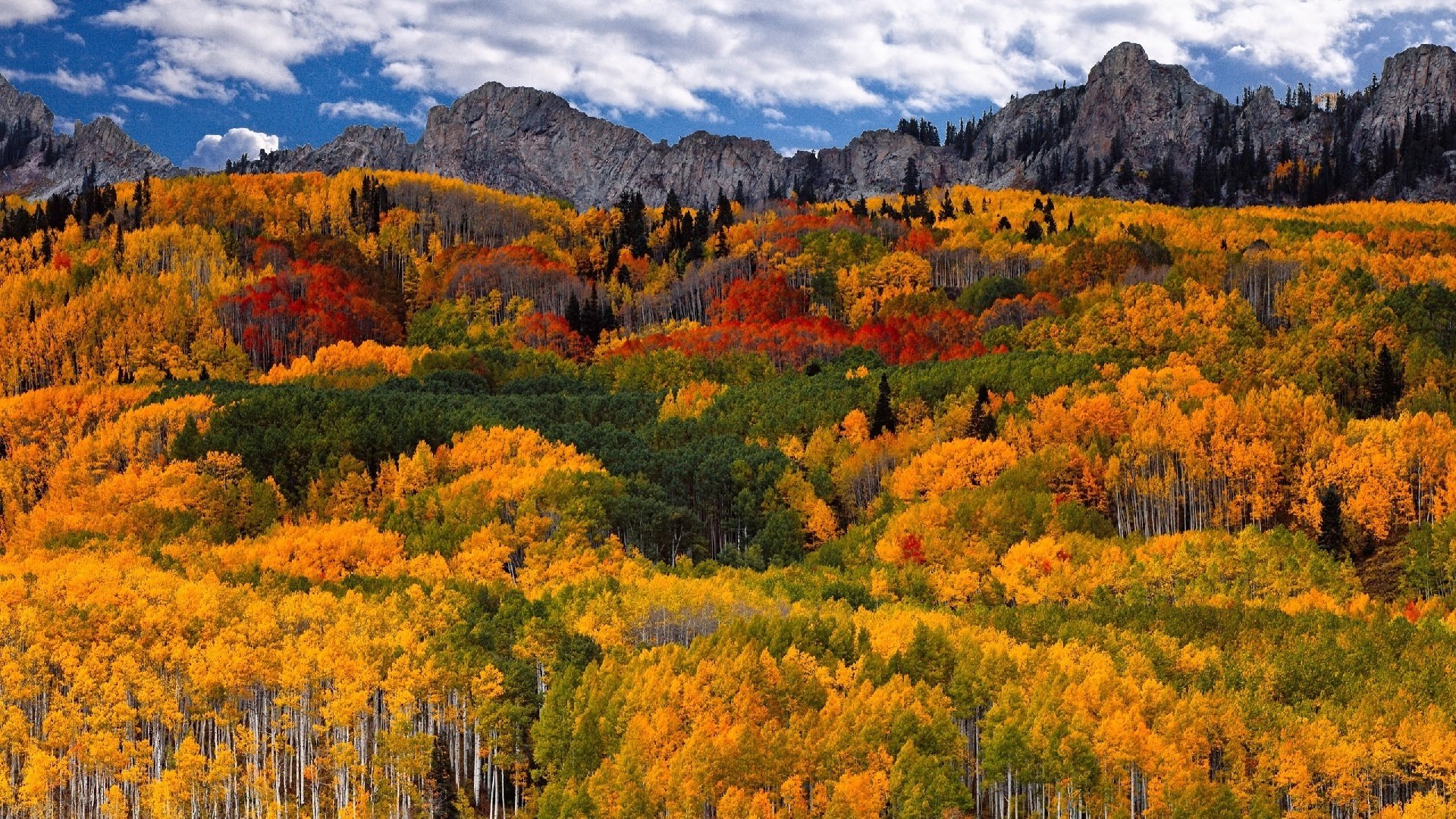 秋意正浓,森林,黄色