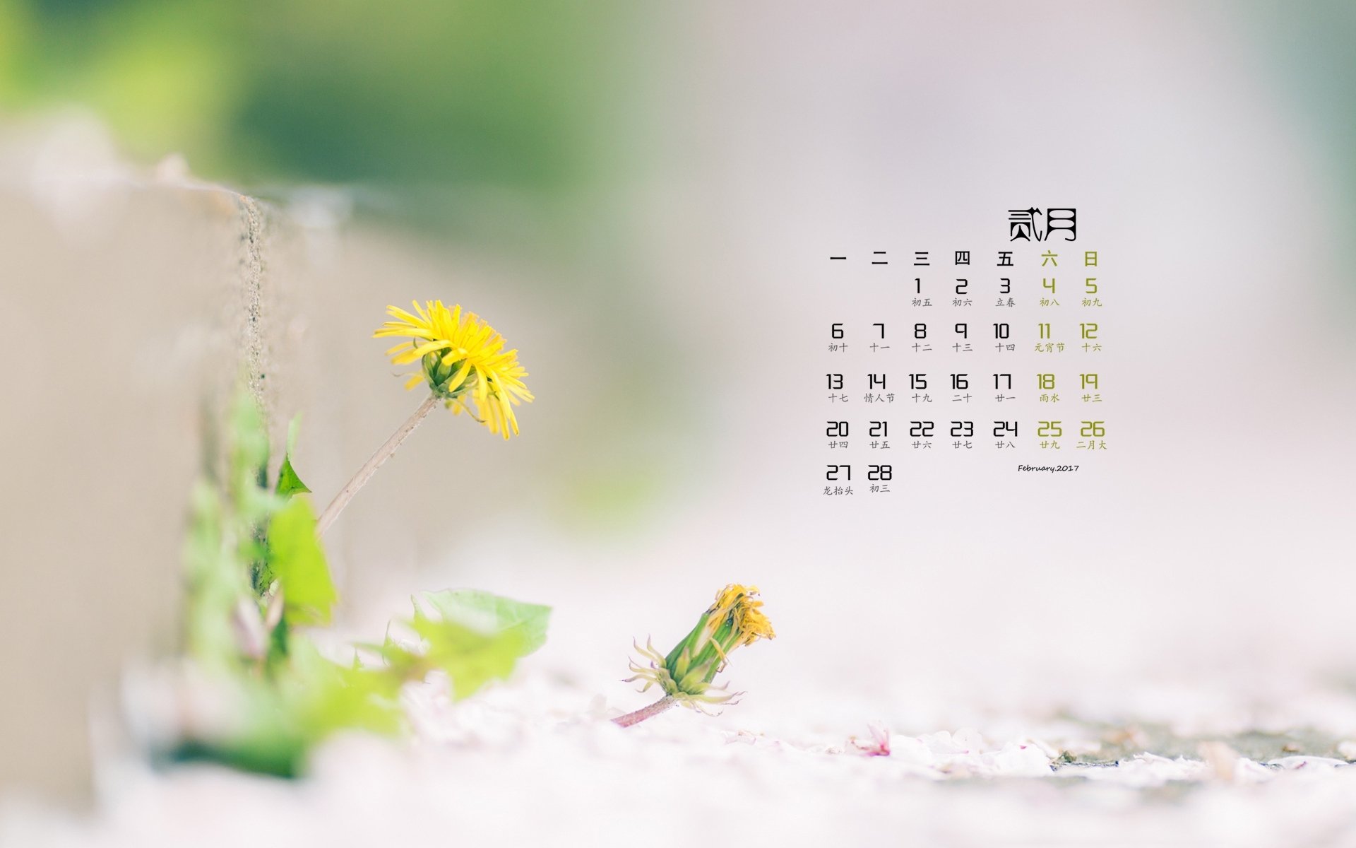 2月,小清新,植物,小黄花