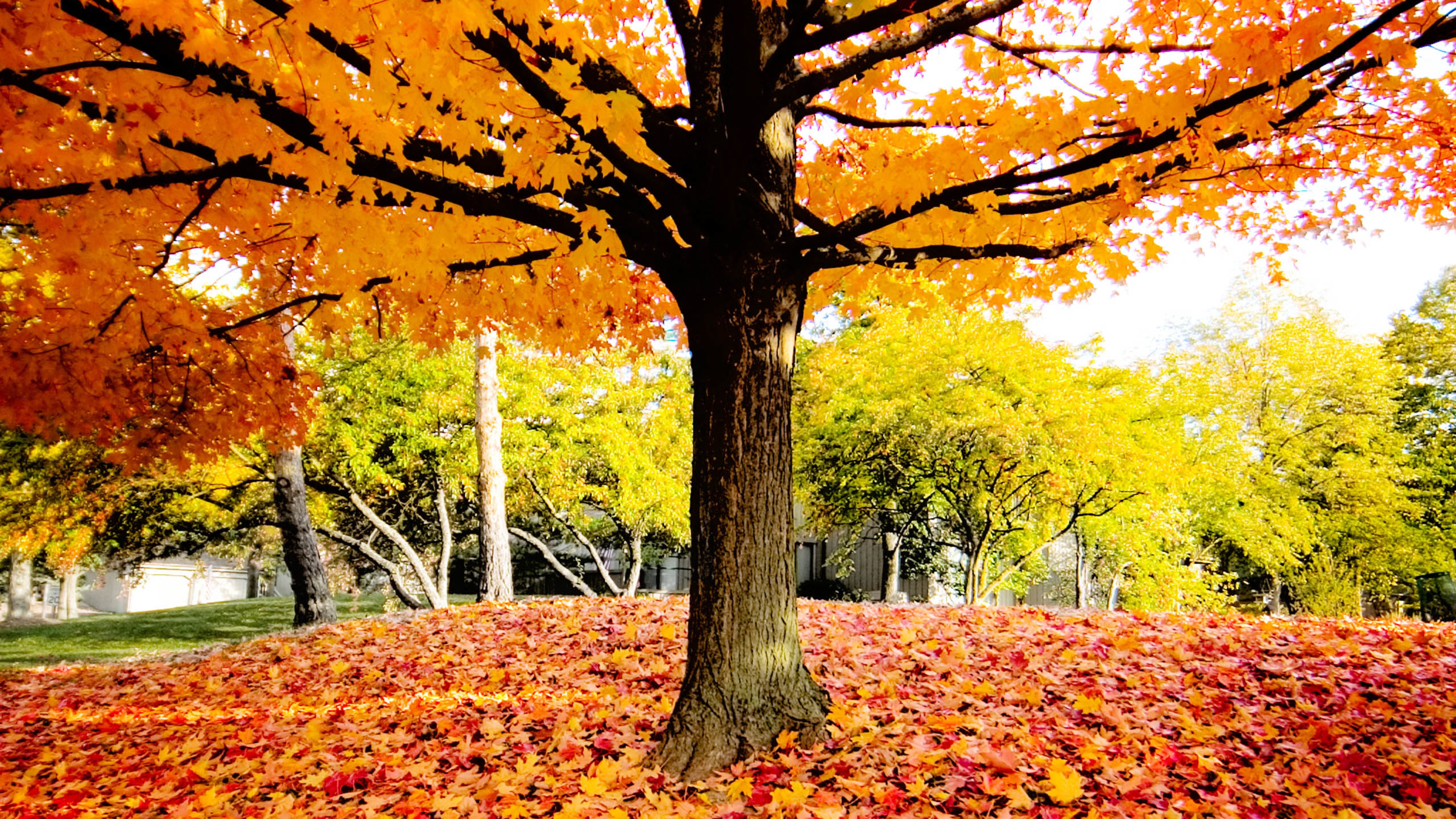 树木,落叶,秋天
