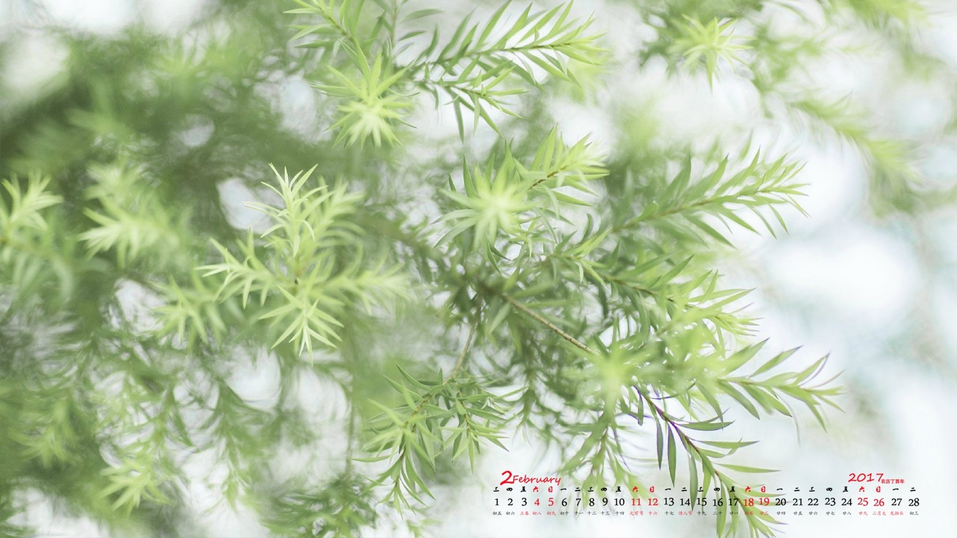 2月,小清新,植物