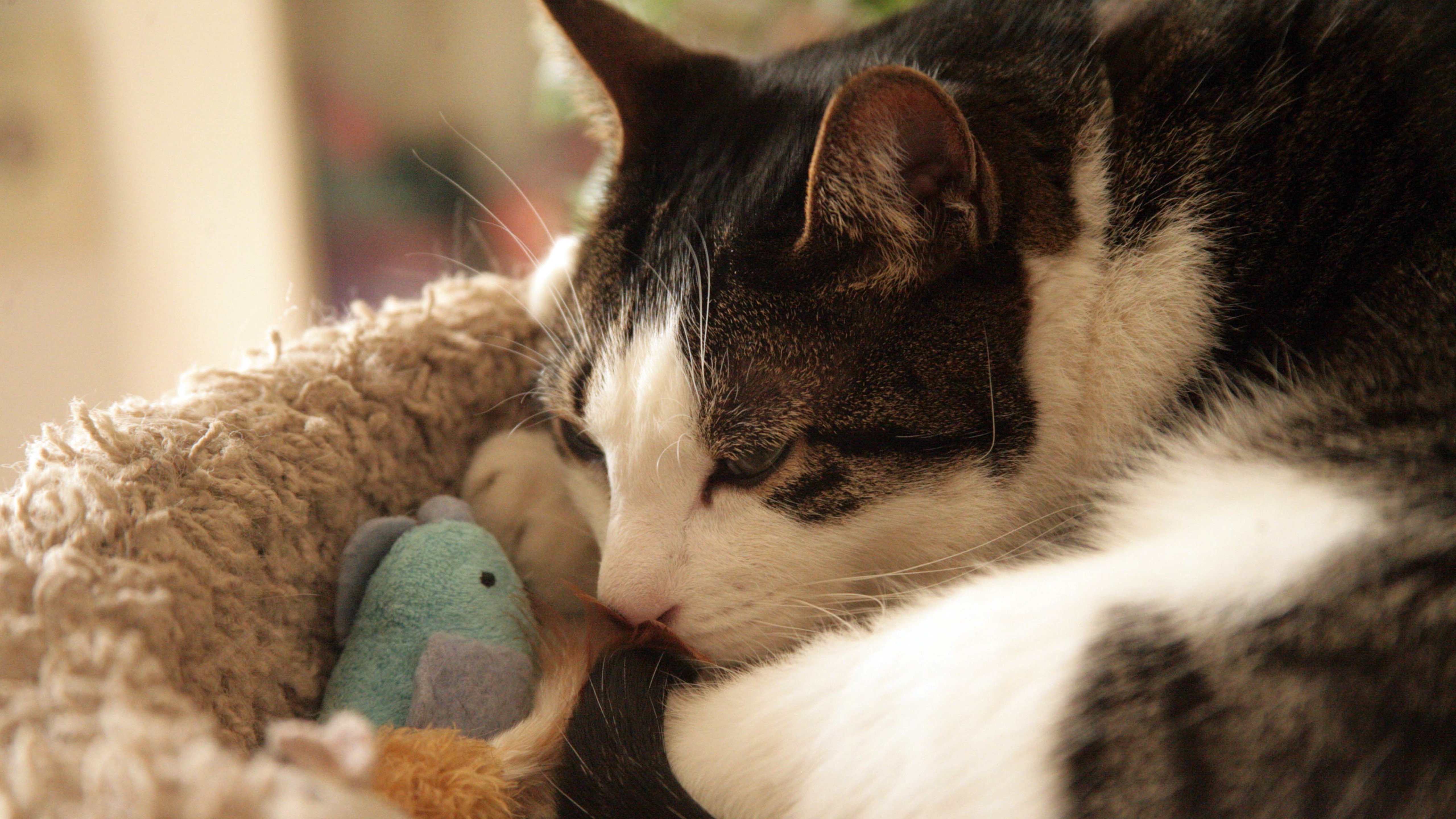 喵星人,猫,睡觉