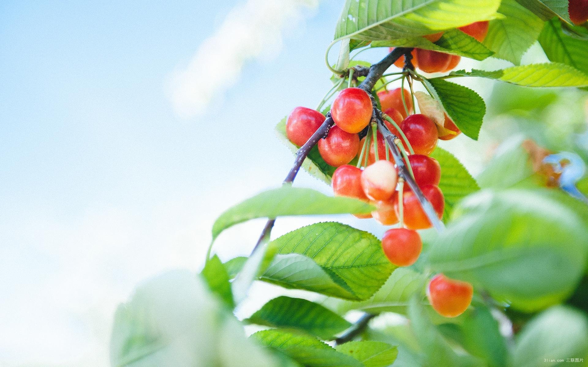 动感水果,樱桃