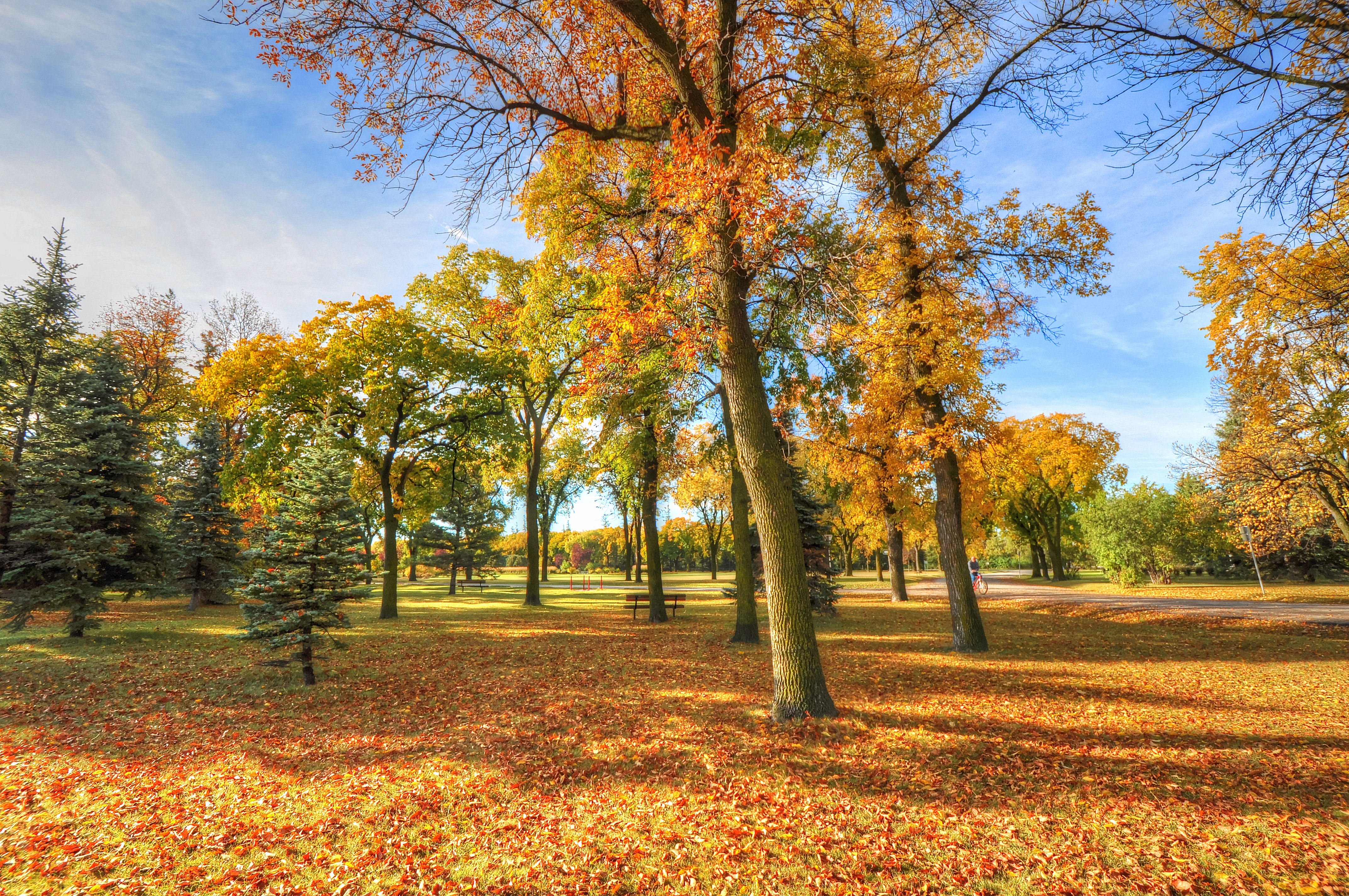 秋天,树林,落叶,公园