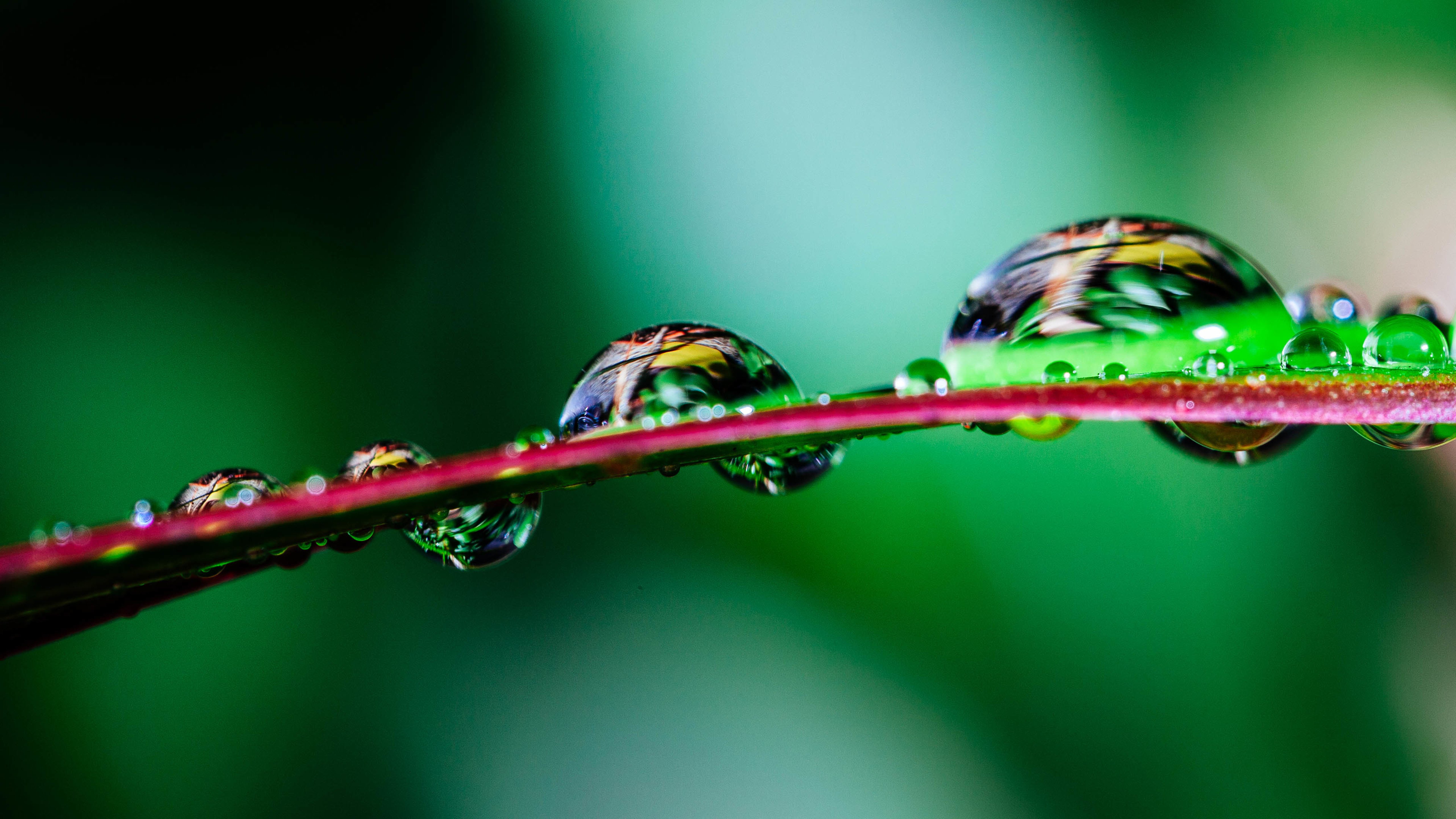 水滴,水珠,露珠