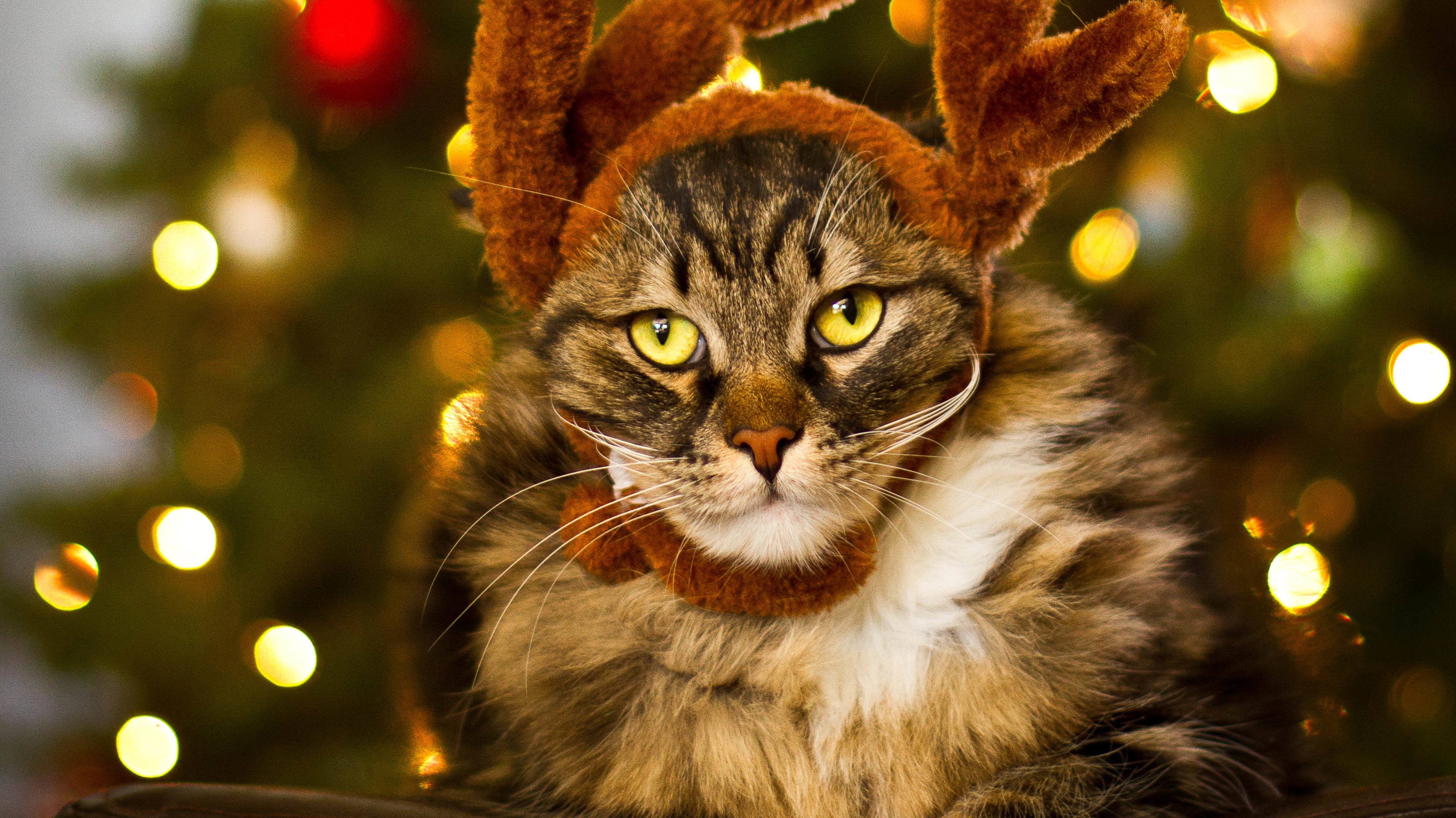 喵星人,猫,头饰