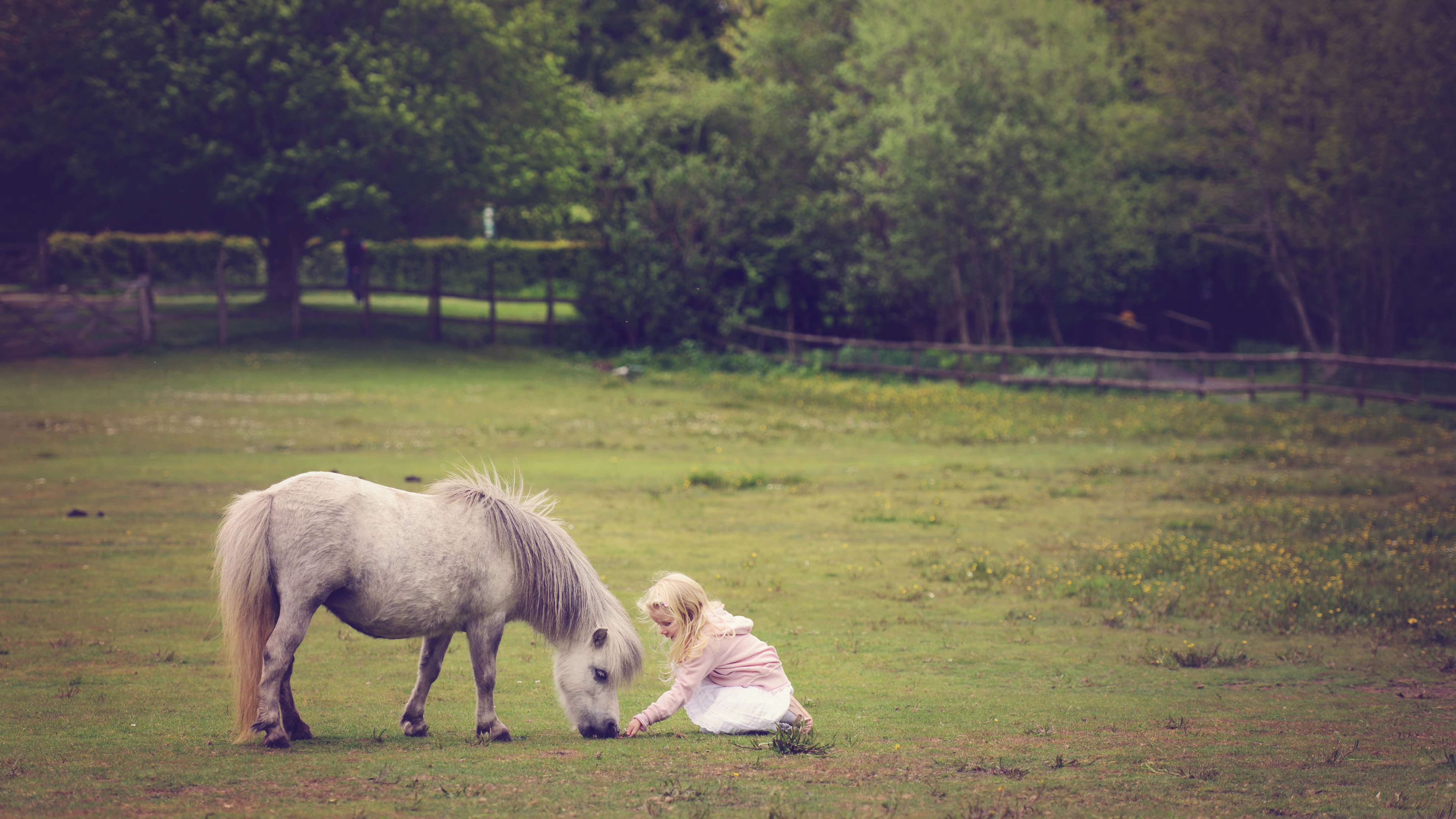 野生动物,马,小女孩
