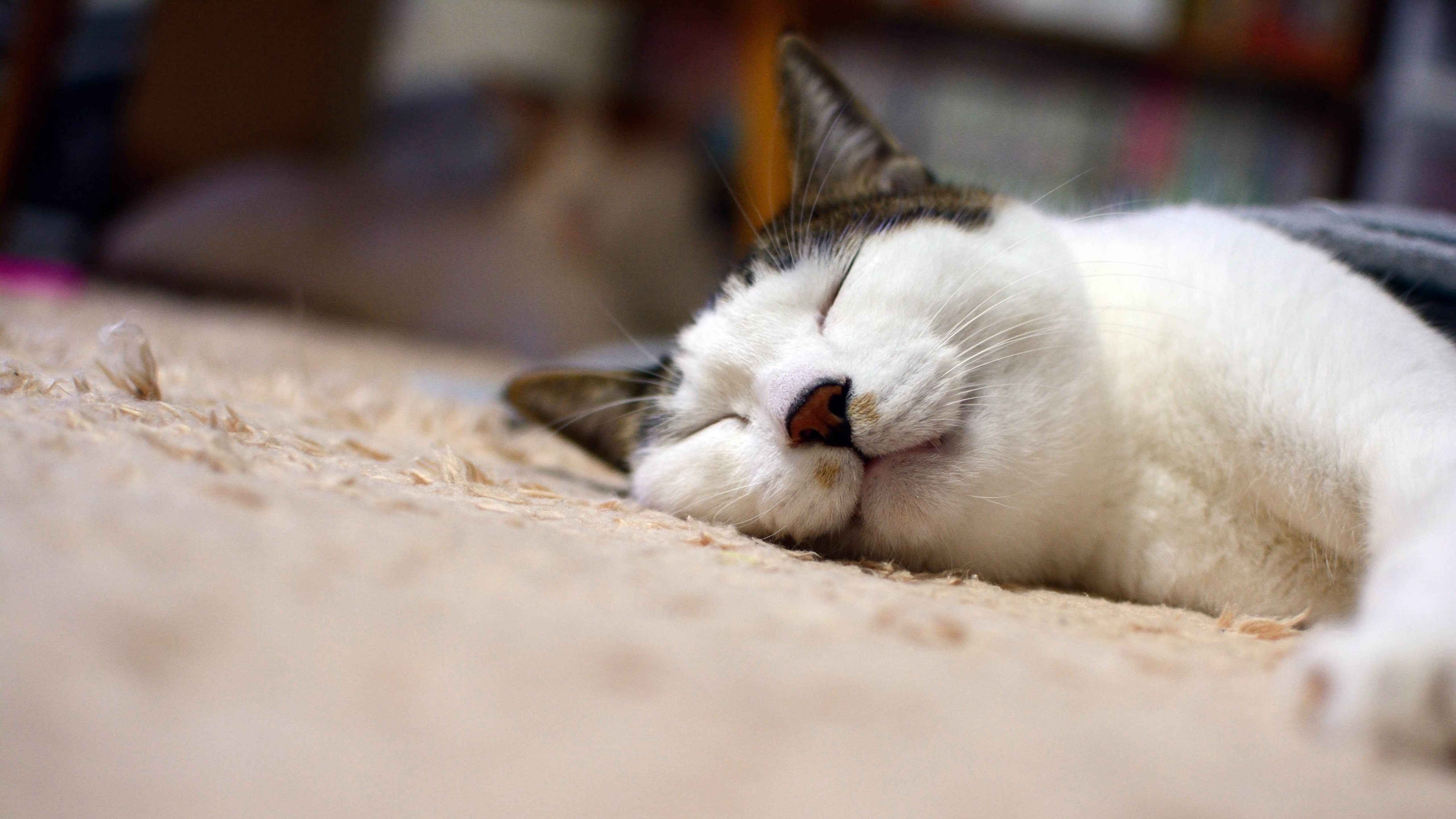 喵星人,猫,睡觉