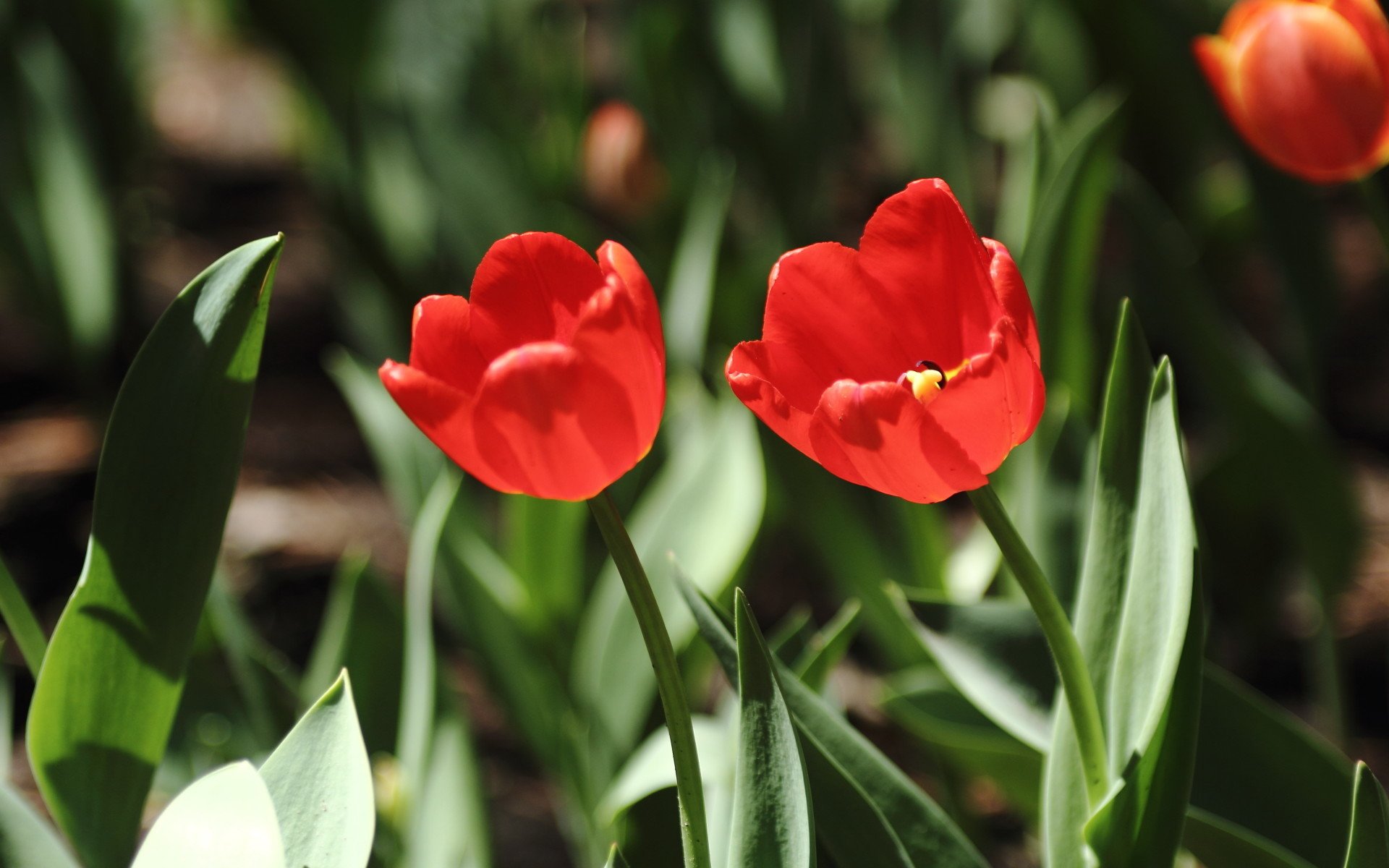 娇艳欲滴,郁金香