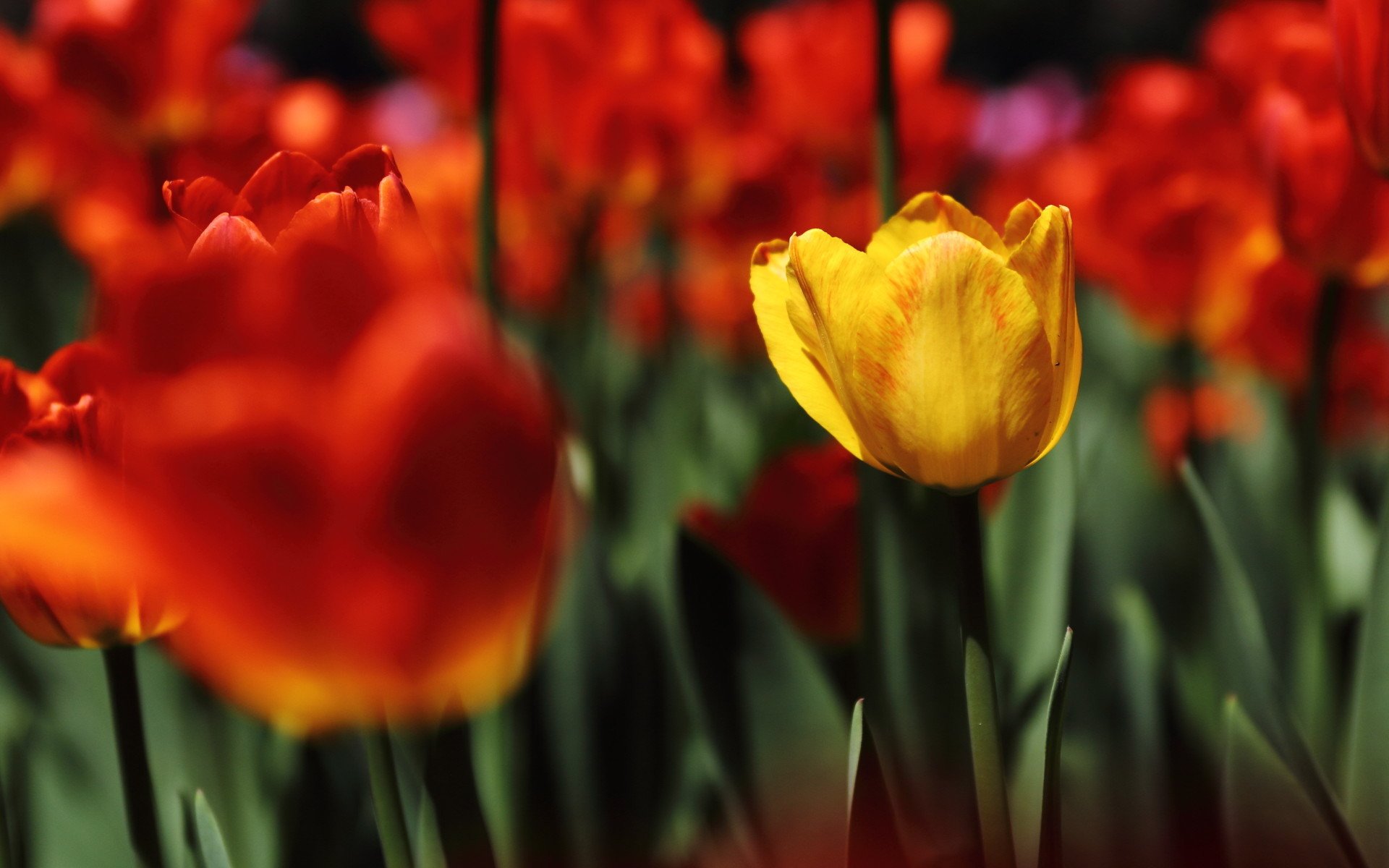 娇艳欲滴,郁金香