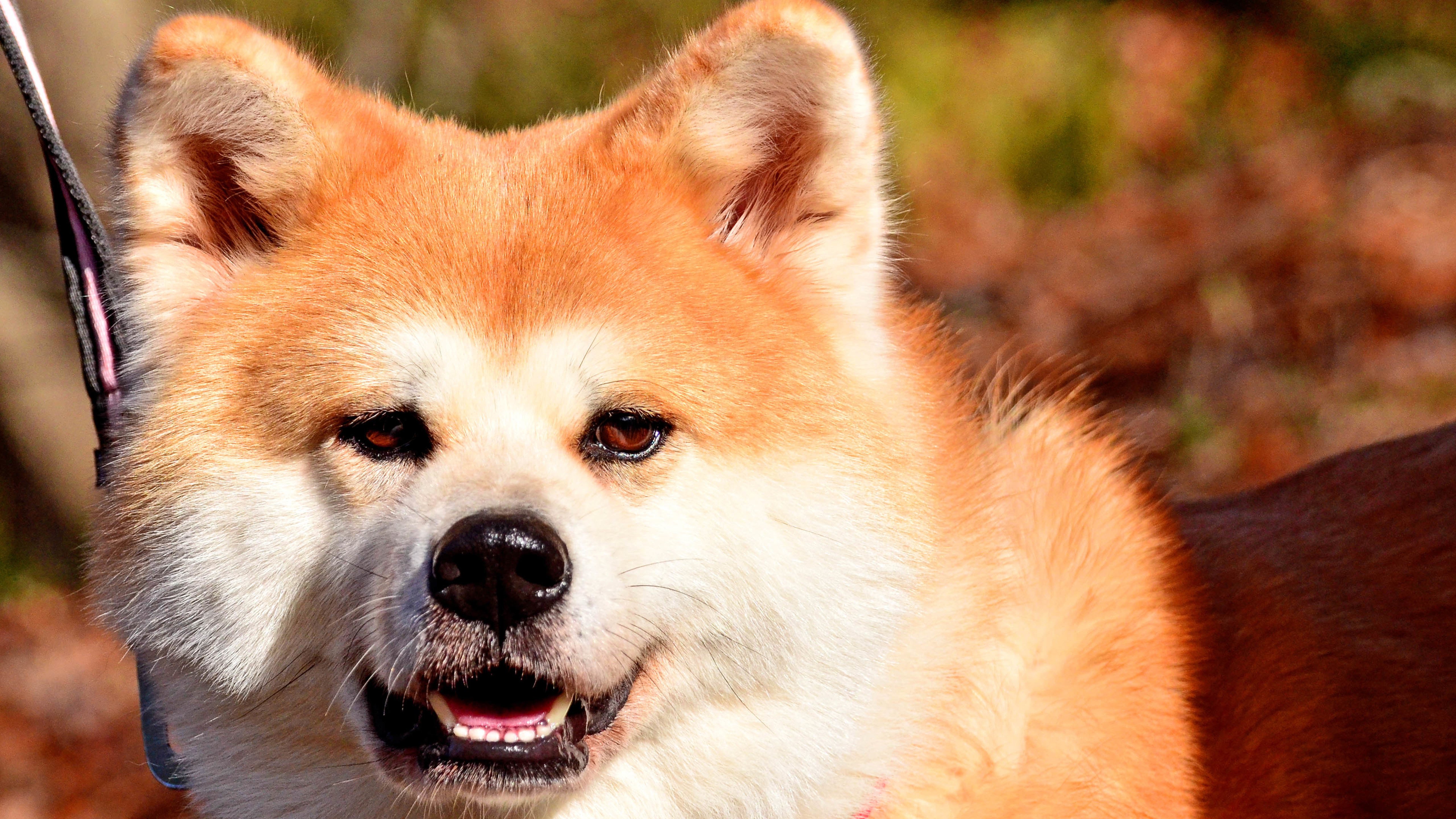 汪星人,狗,秋田犬