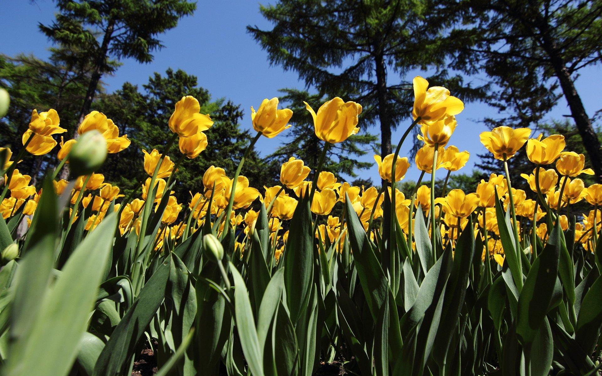 清新淡雅,郁金香