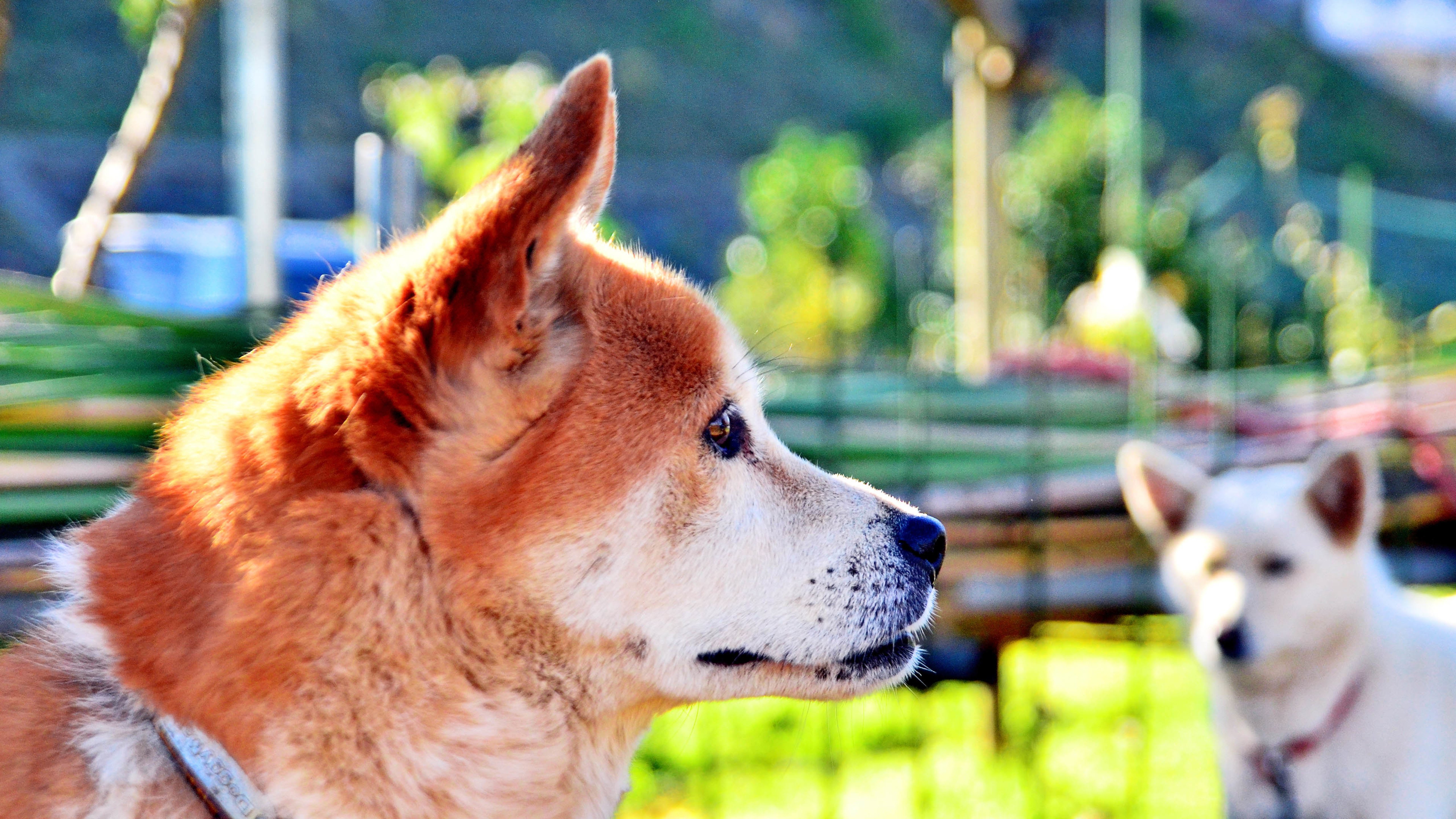 汪星人,狗,秋田犬