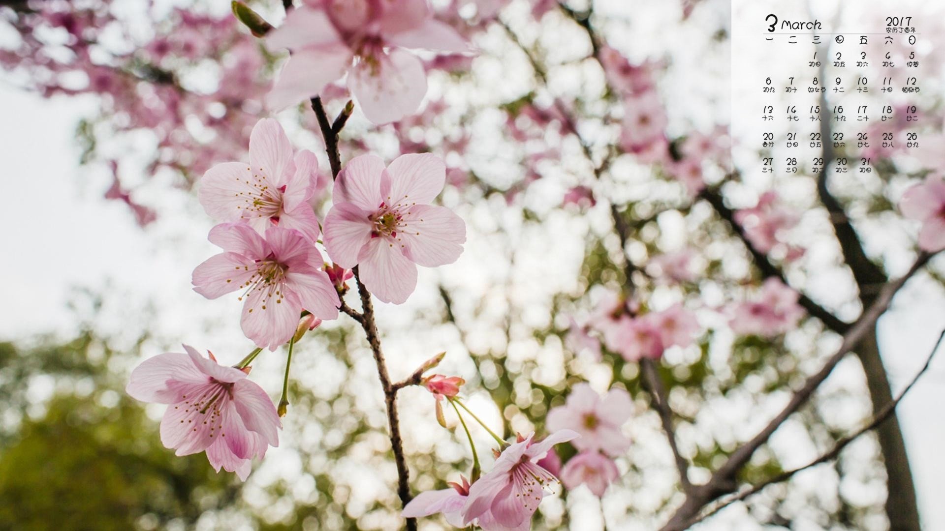 2017年3月,桃花,小清新