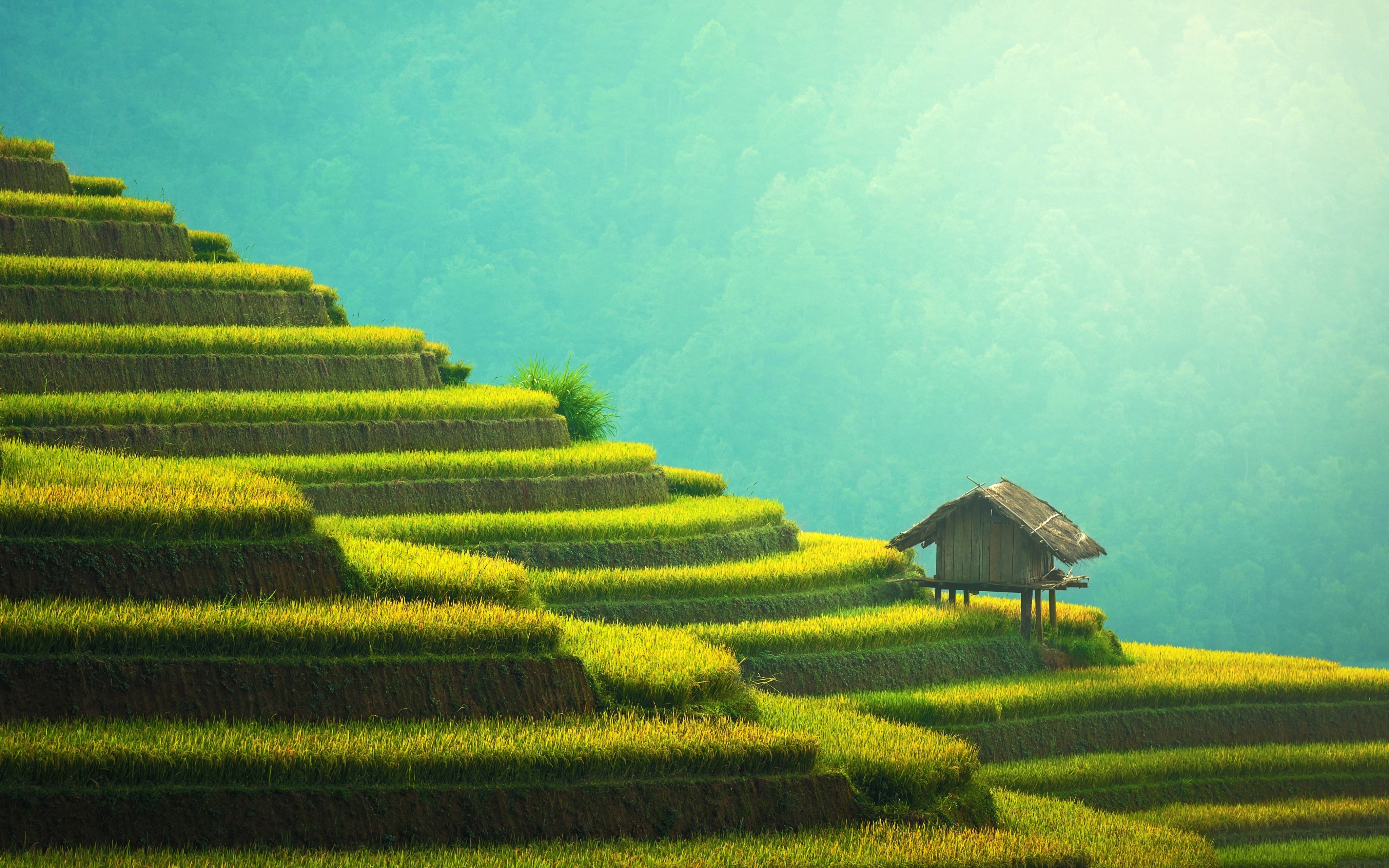 自然风光,梯田,绿色,护眼