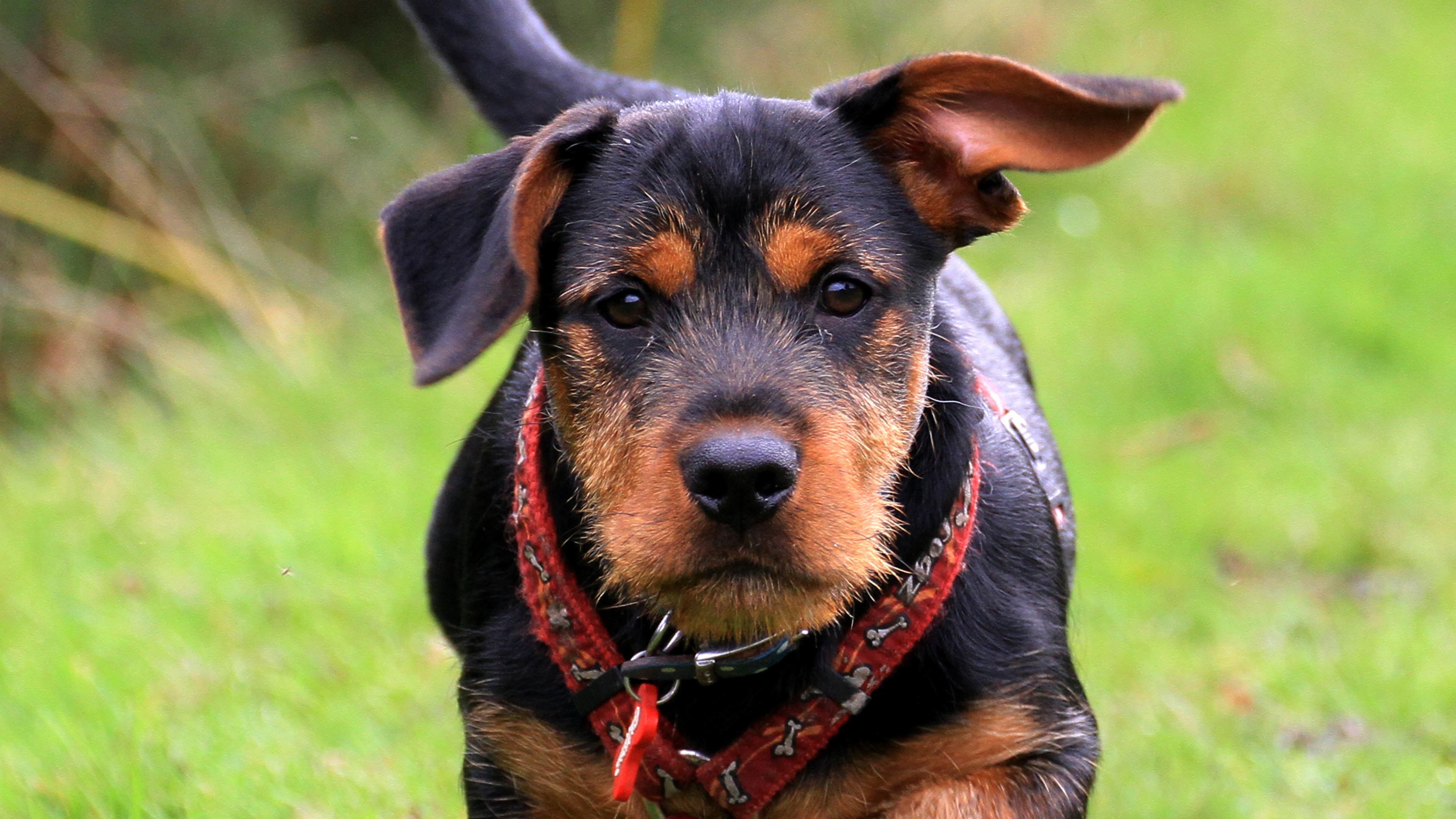 汪星人,狗,猎犬