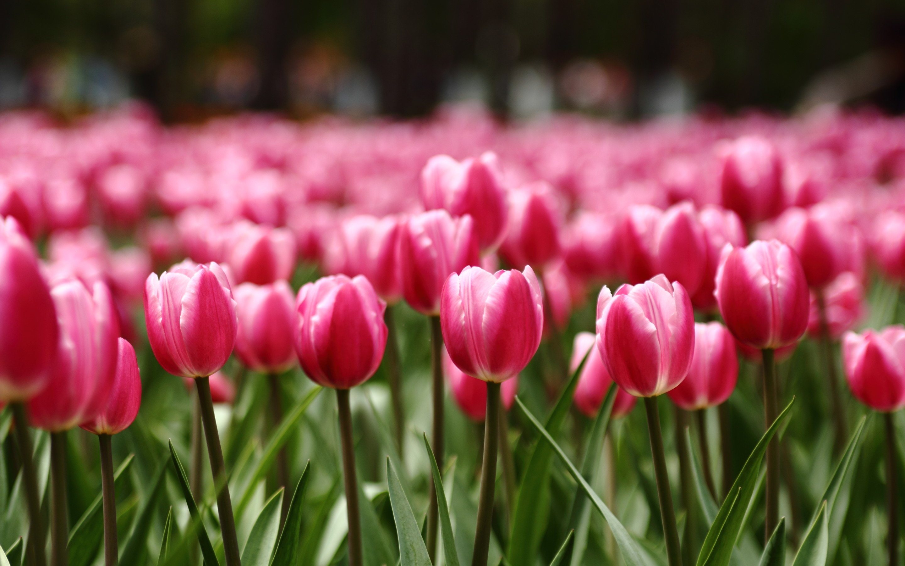 清新淡雅,郁金香