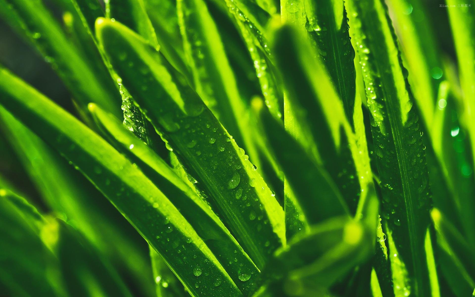 护眼壁纸,绿色植物,水珠