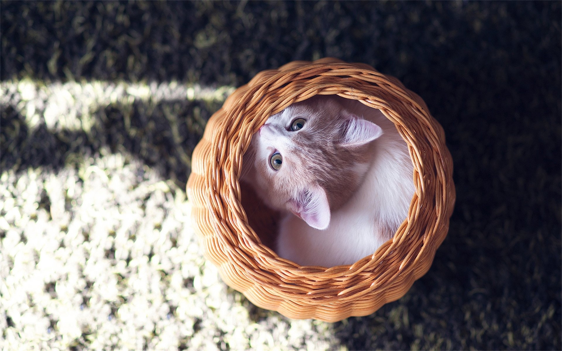 喵星人,可爱,笼子