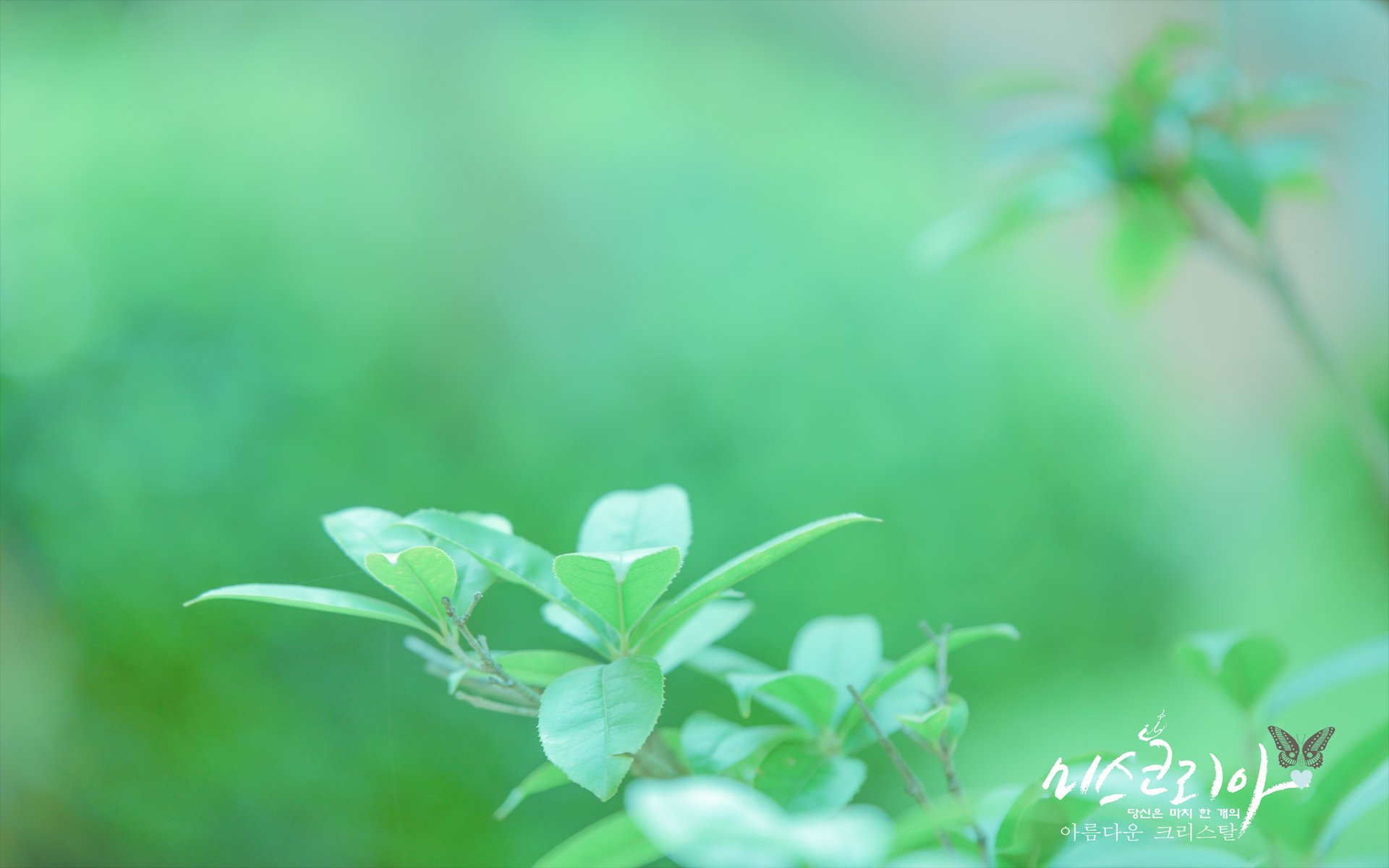 护眼壁纸,绿色植物