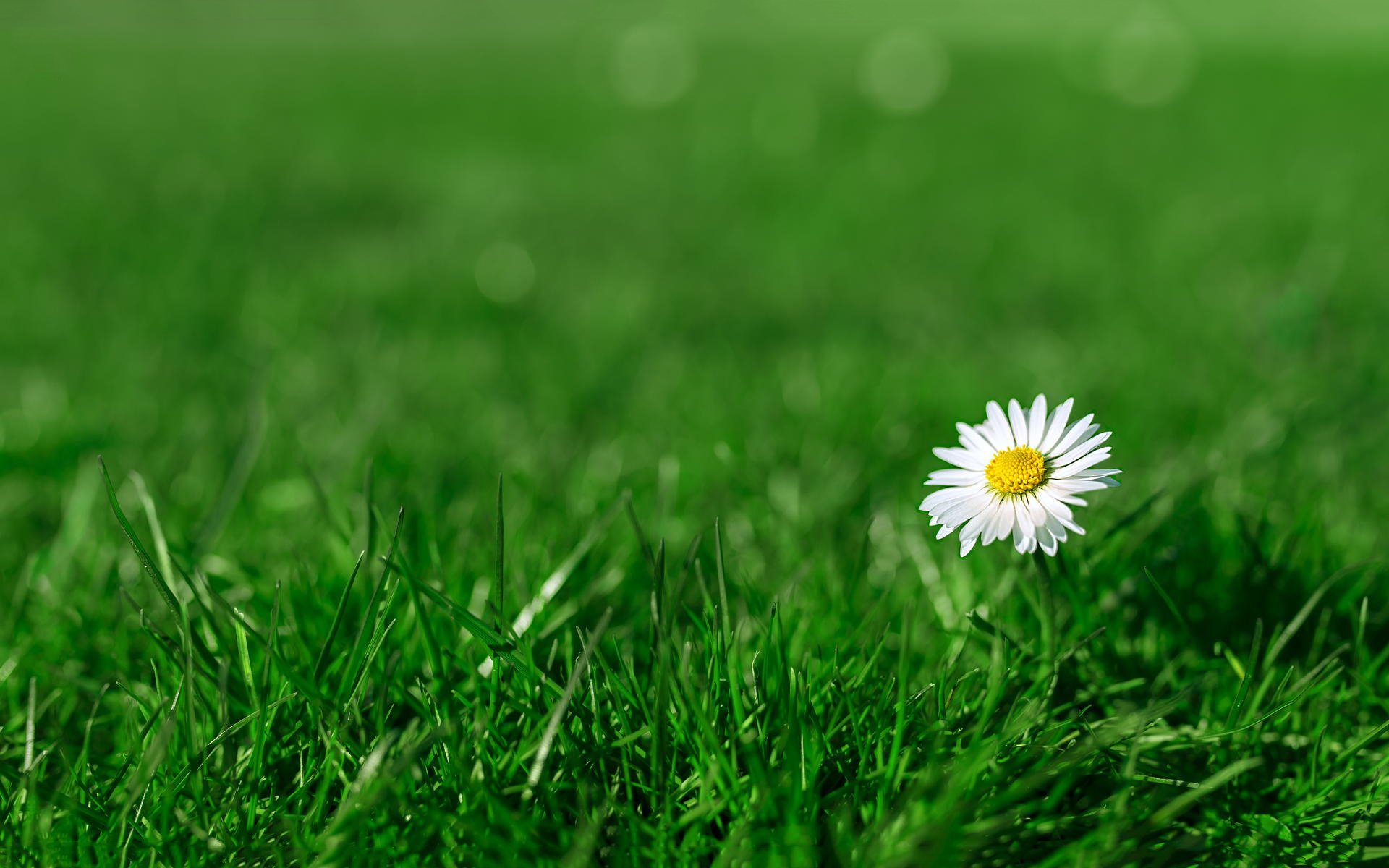 护眼壁纸,草地,小黄花