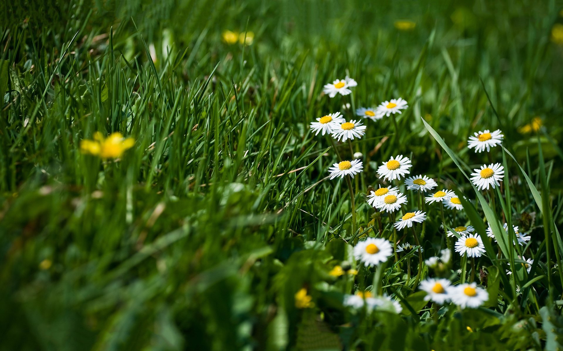 清新淡雅,野花,草地,绿色,护眼