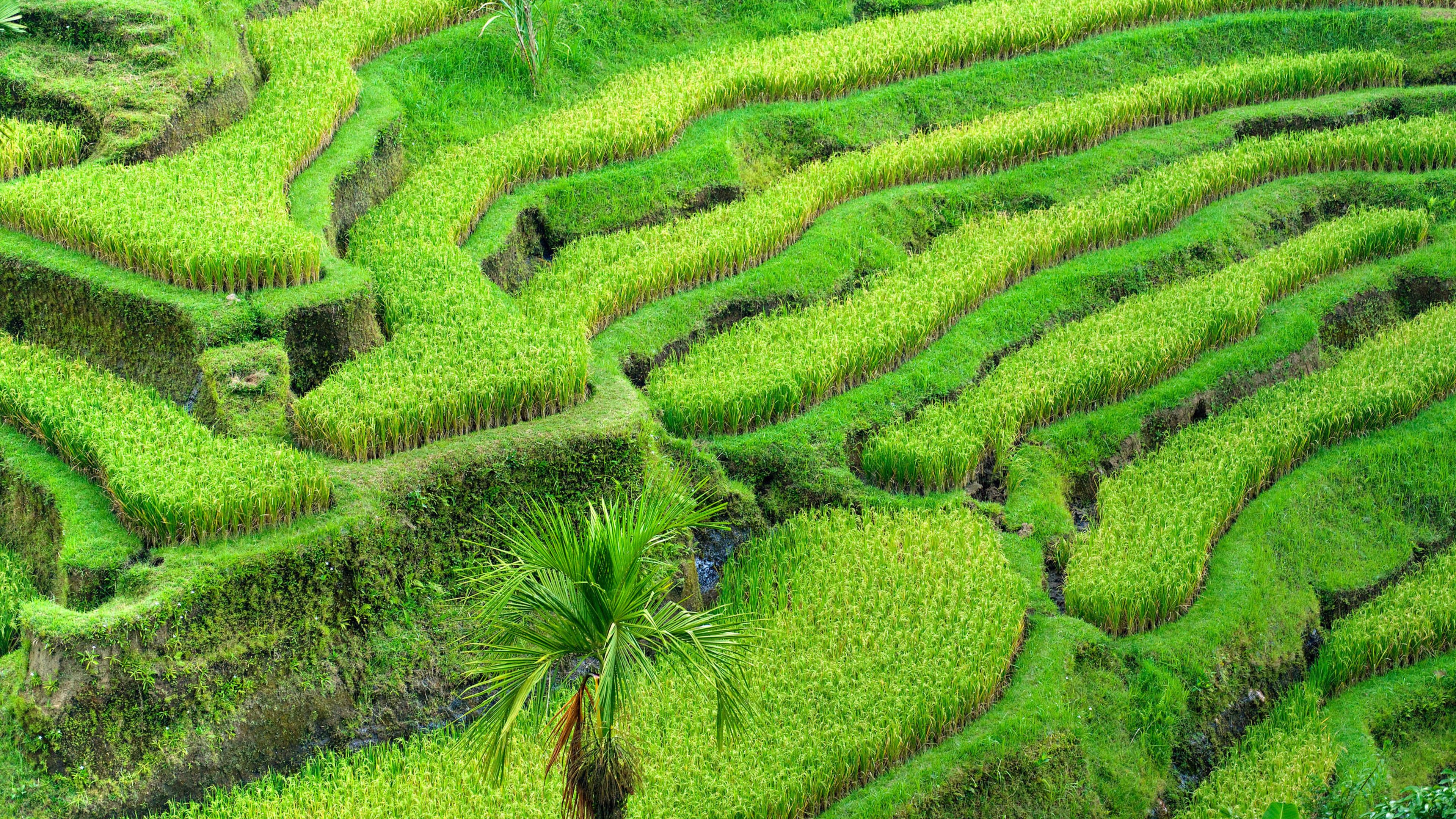 农田,绿色,护眼