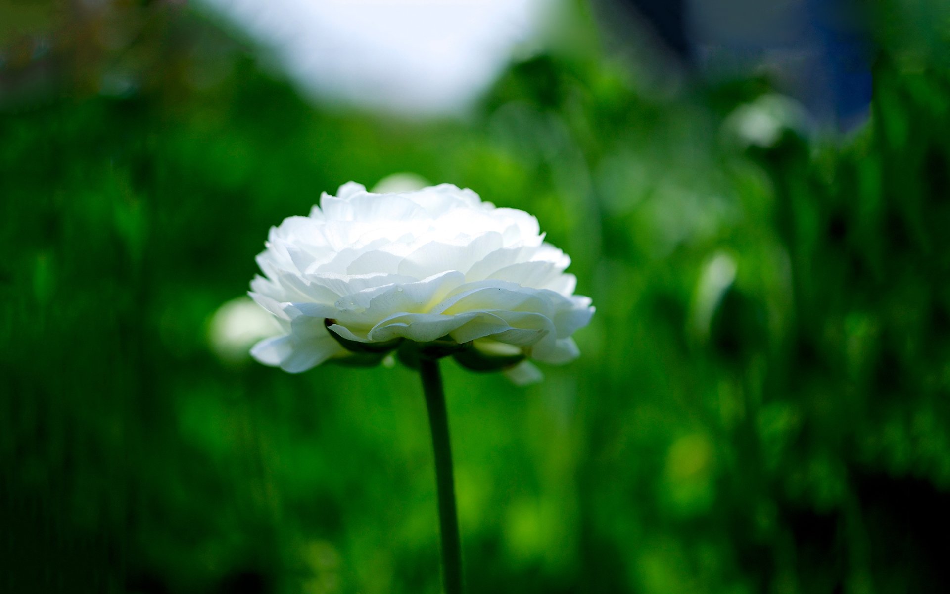 清新淡雅,小白花