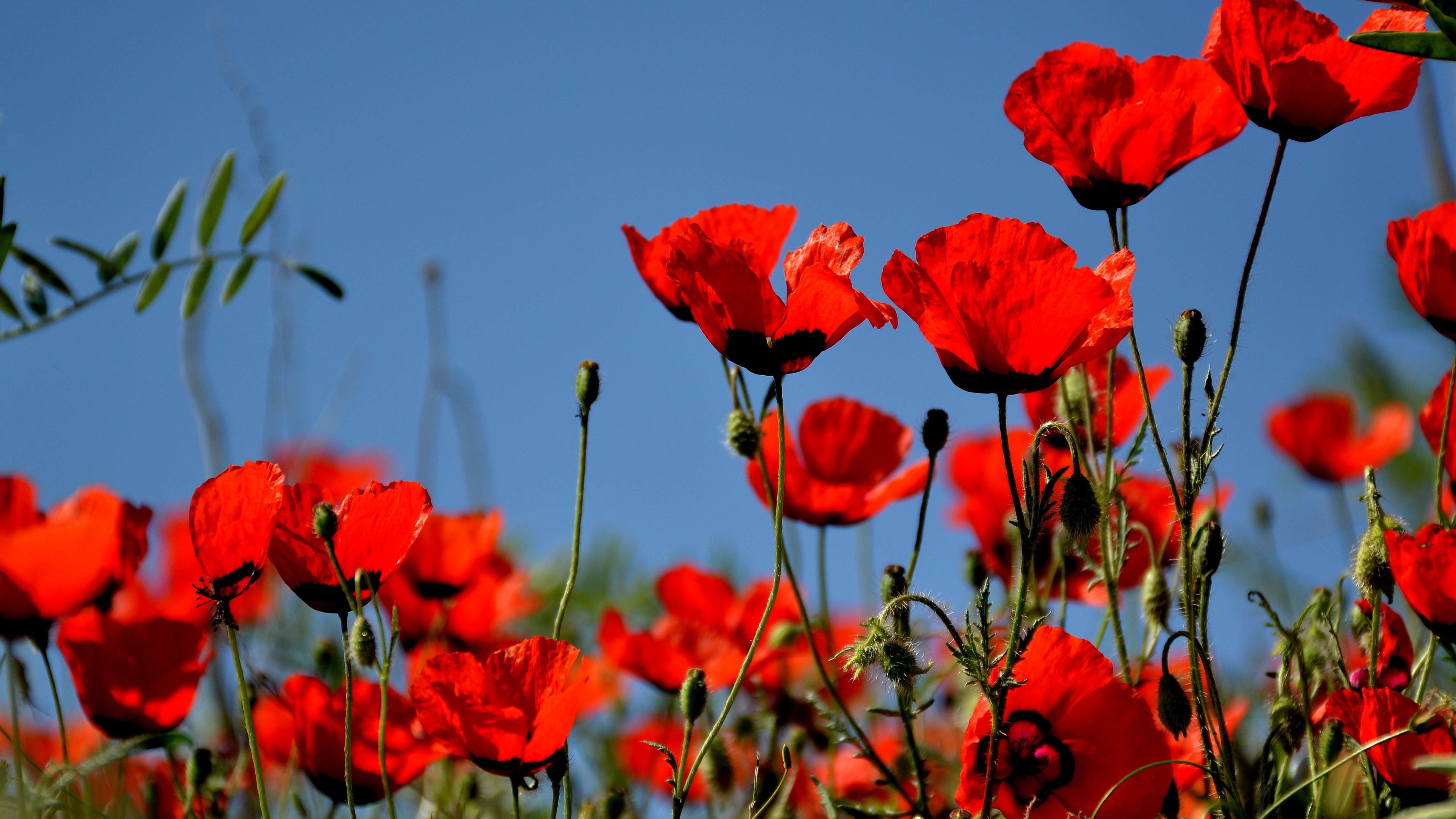 娇艳欲滴的虞美人