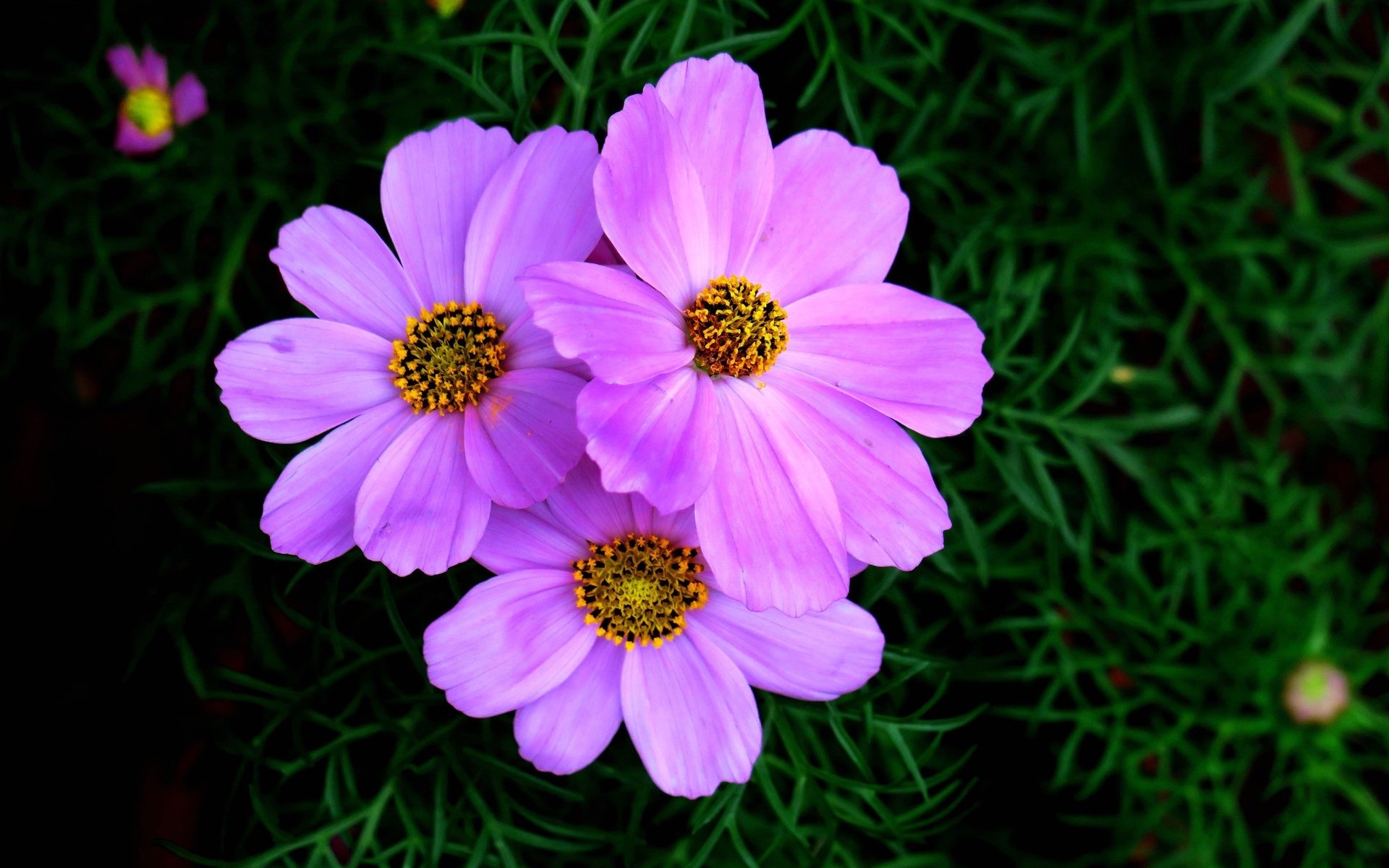 娇艳欲滴,紫色波斯菊