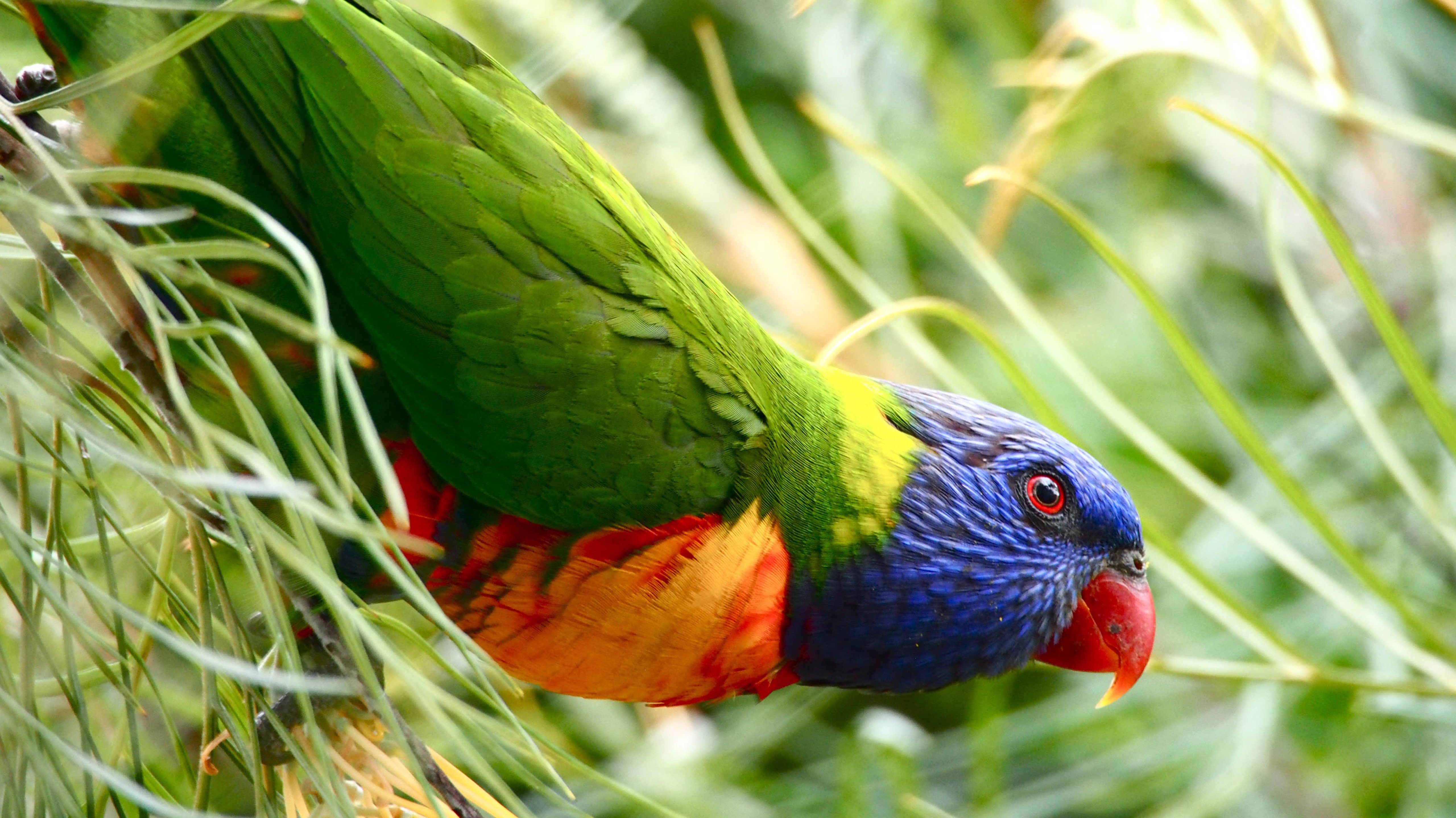 小鸟天地,蓝脸虹彩吸蜜鹦鹉