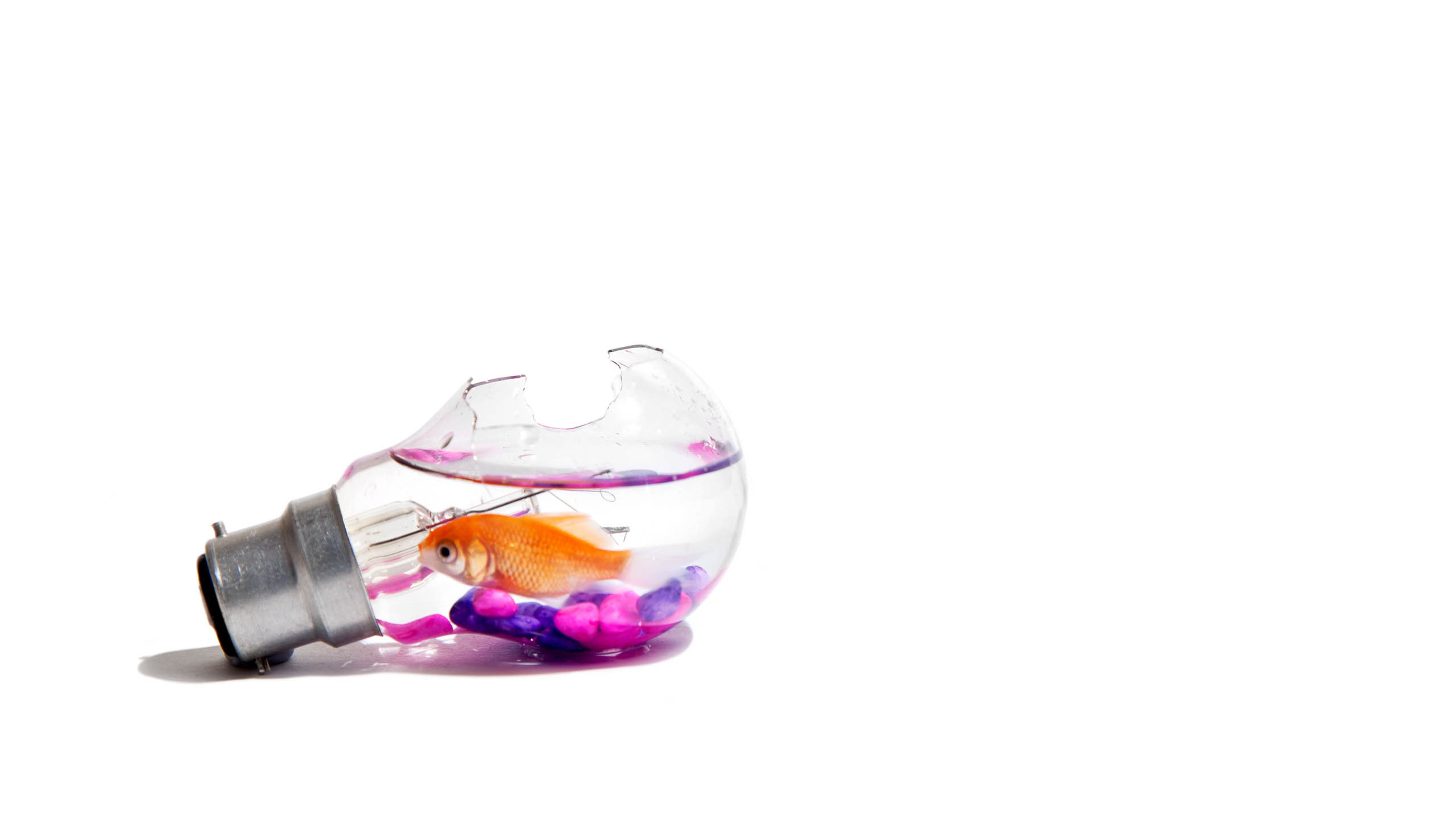 灯泡,金鱼,白色,纯色