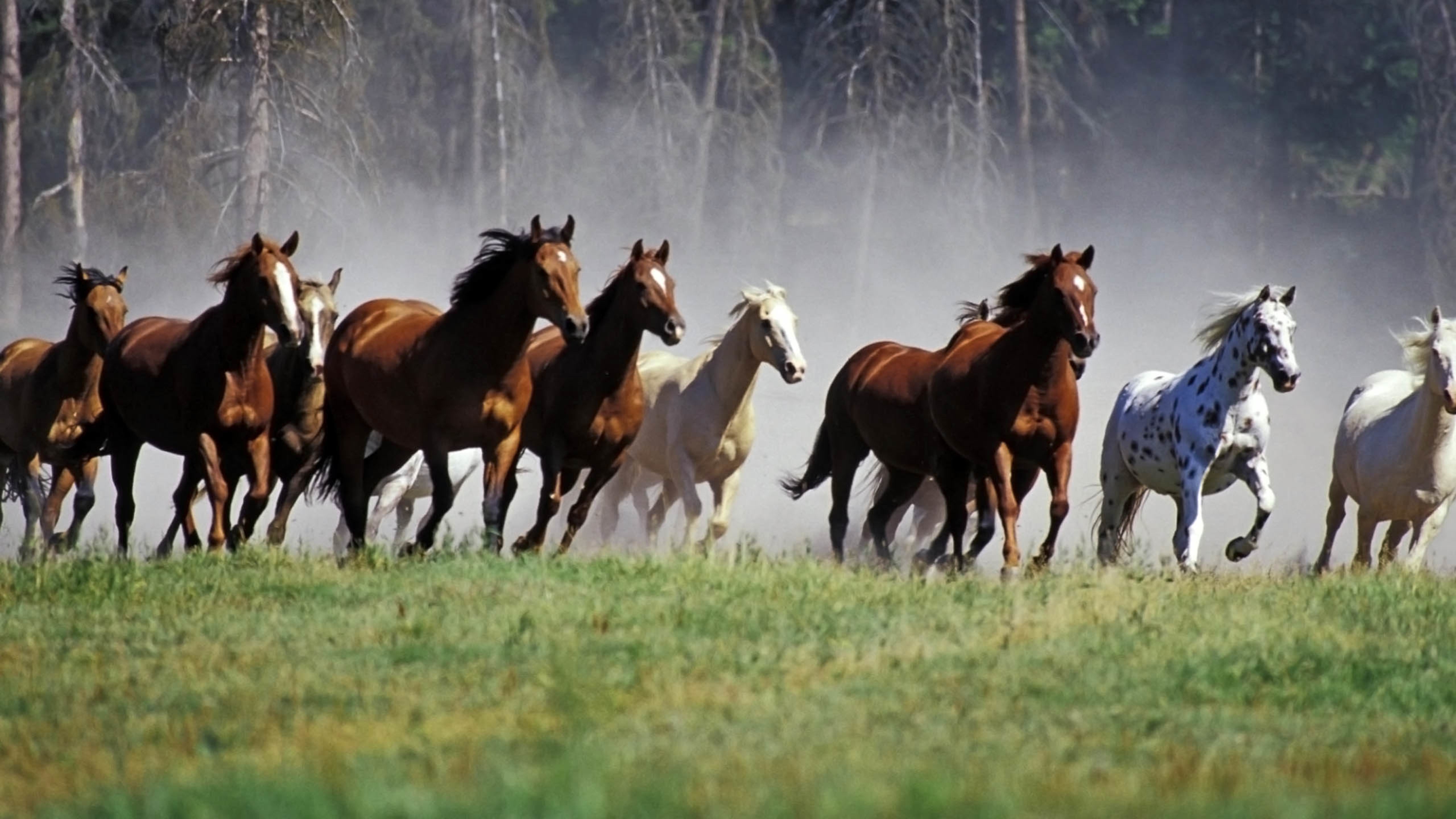 野生动物,骏马,万马奔腾