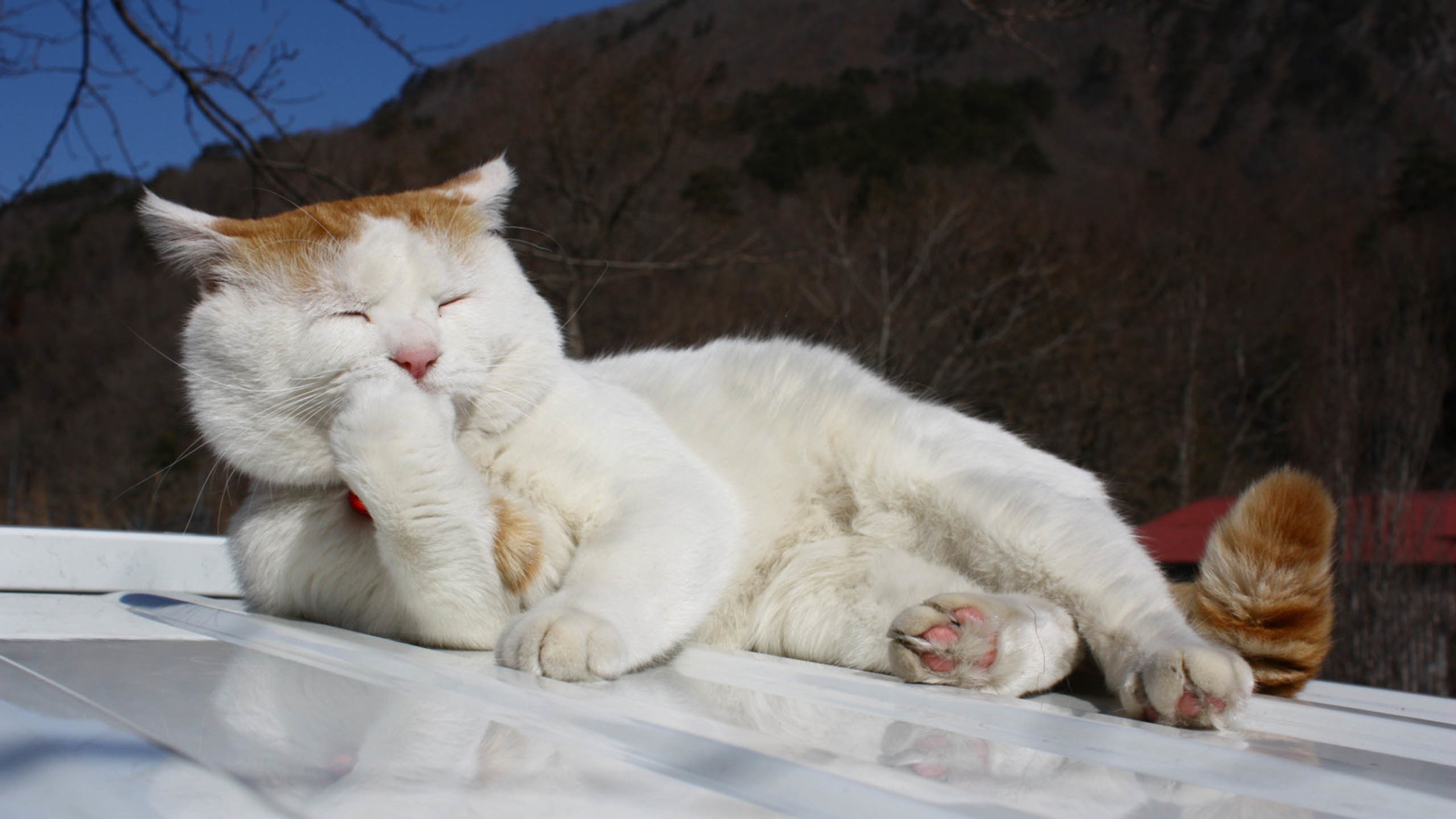 喵星人,晒太阳,慵懒享受