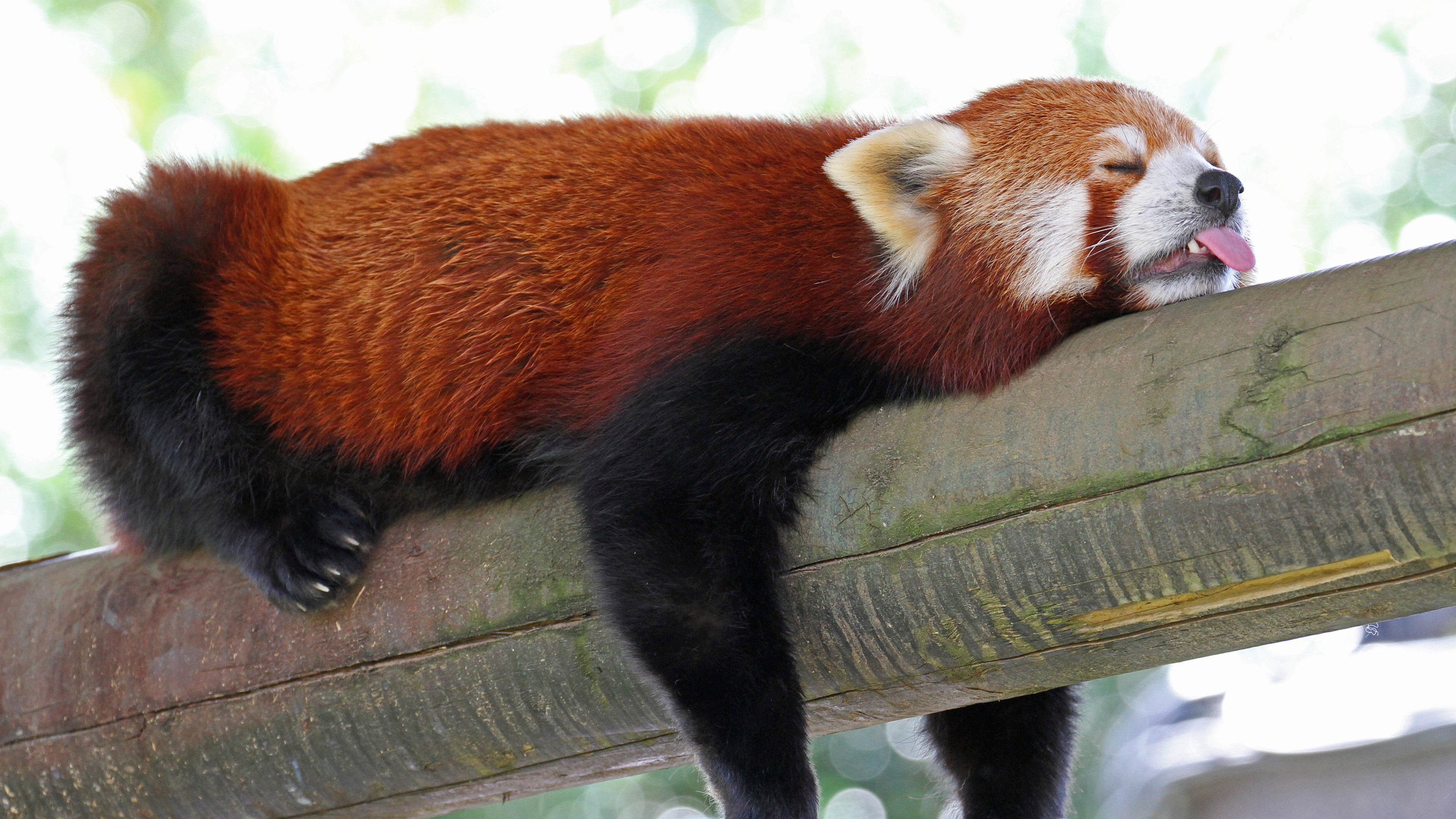 野生动物,小熊猫