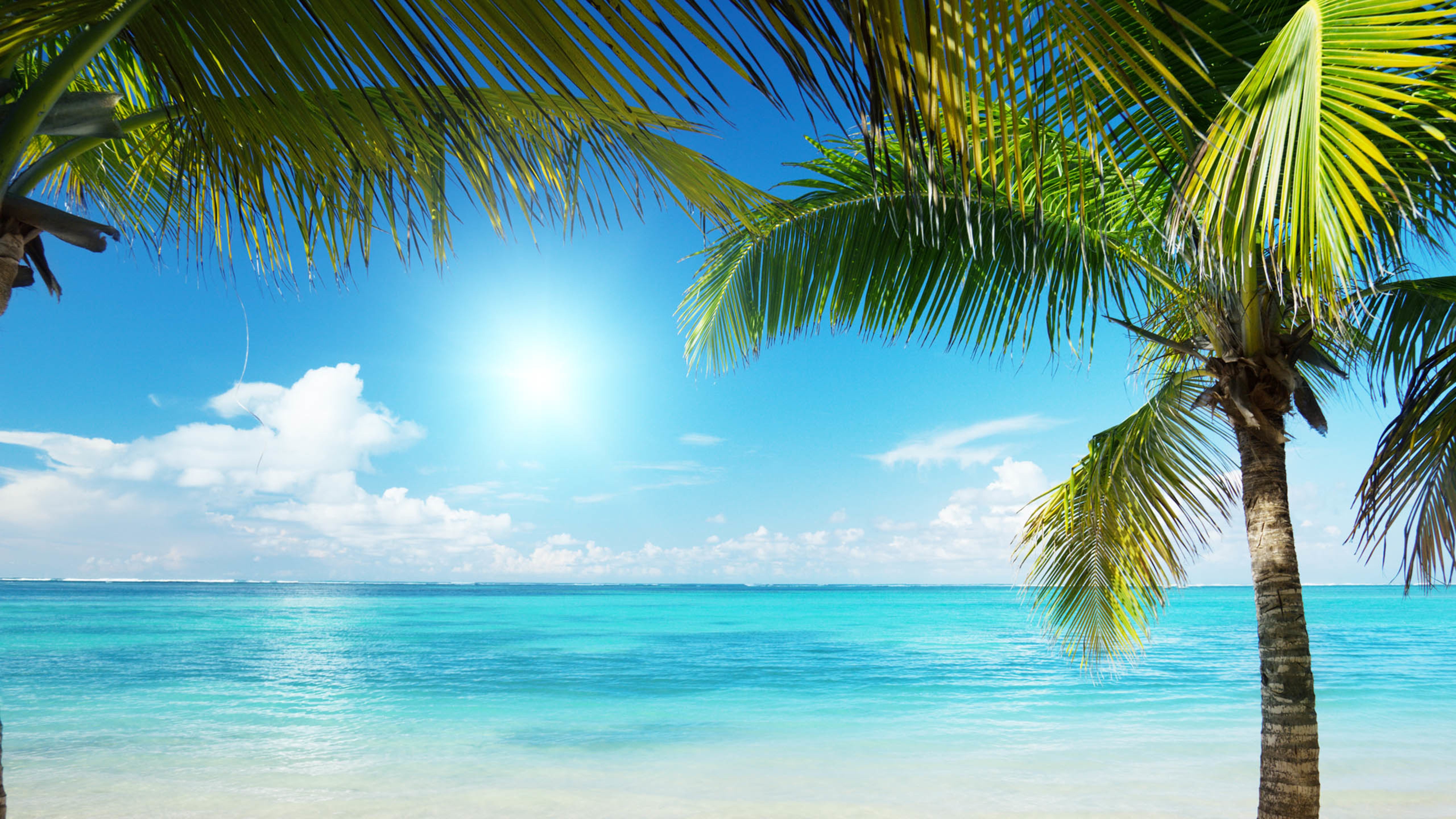 蓝天大海,椰子树