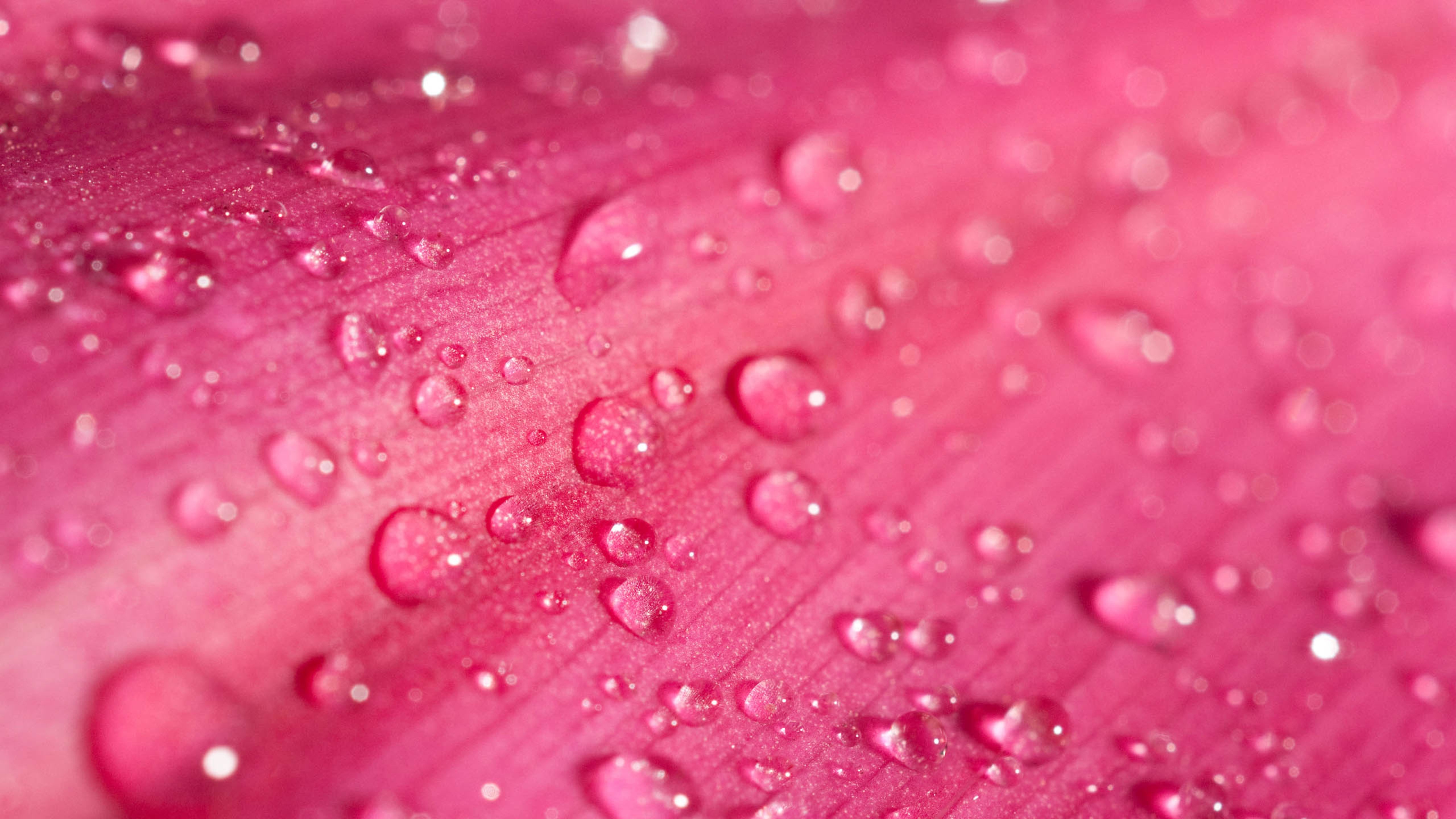 红色花瓣上的水珠,纯色