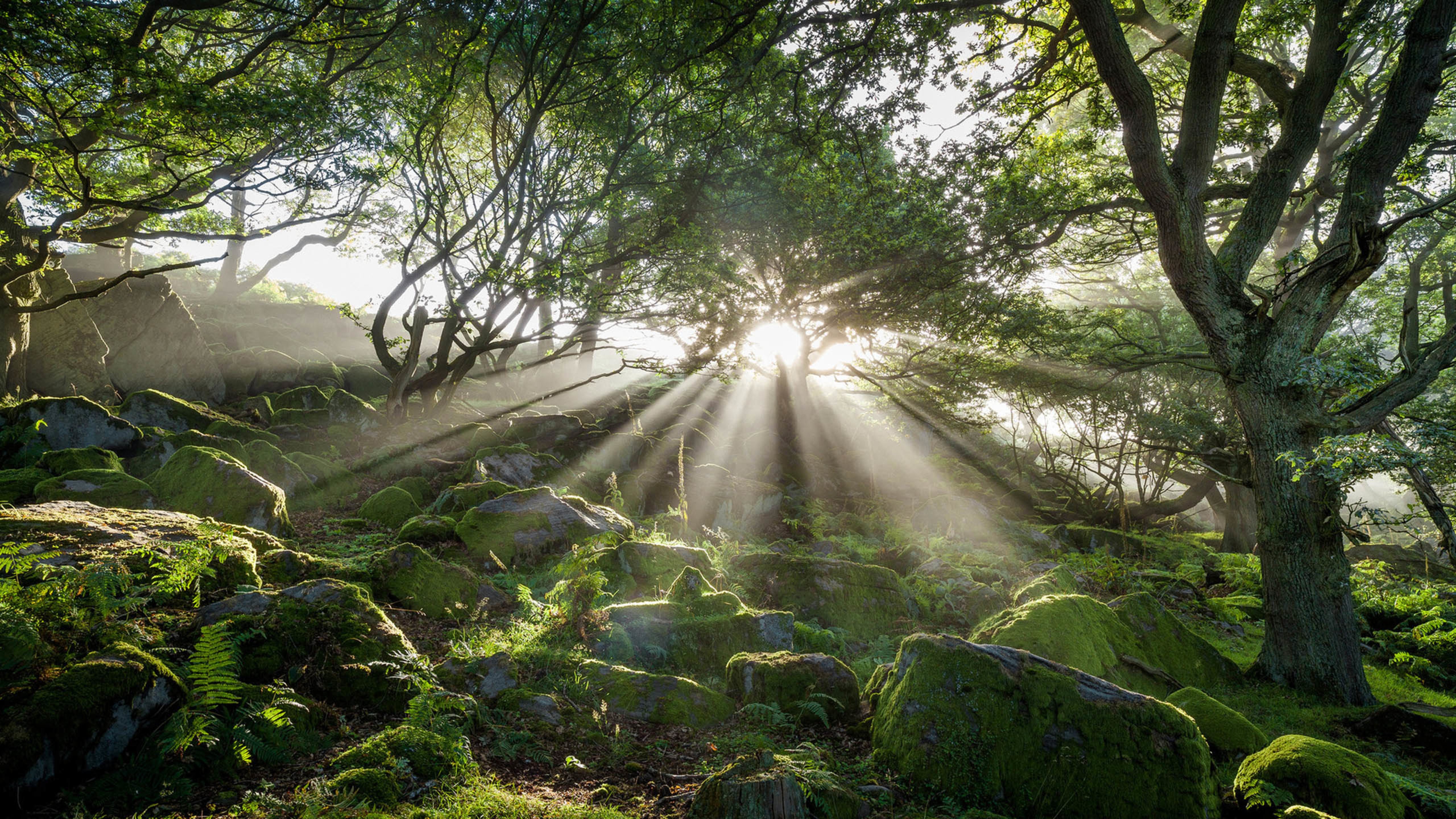 绿色植物,青苔,阳光