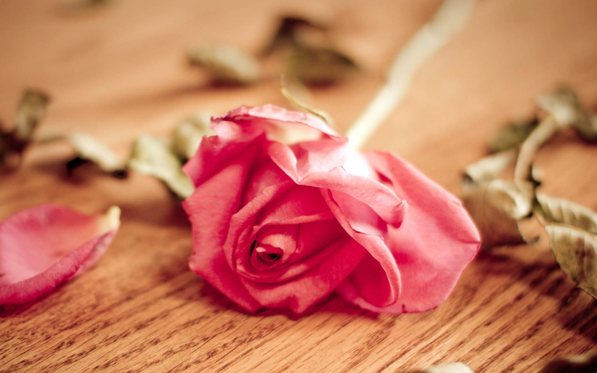 唯美温馨,玫瑰花