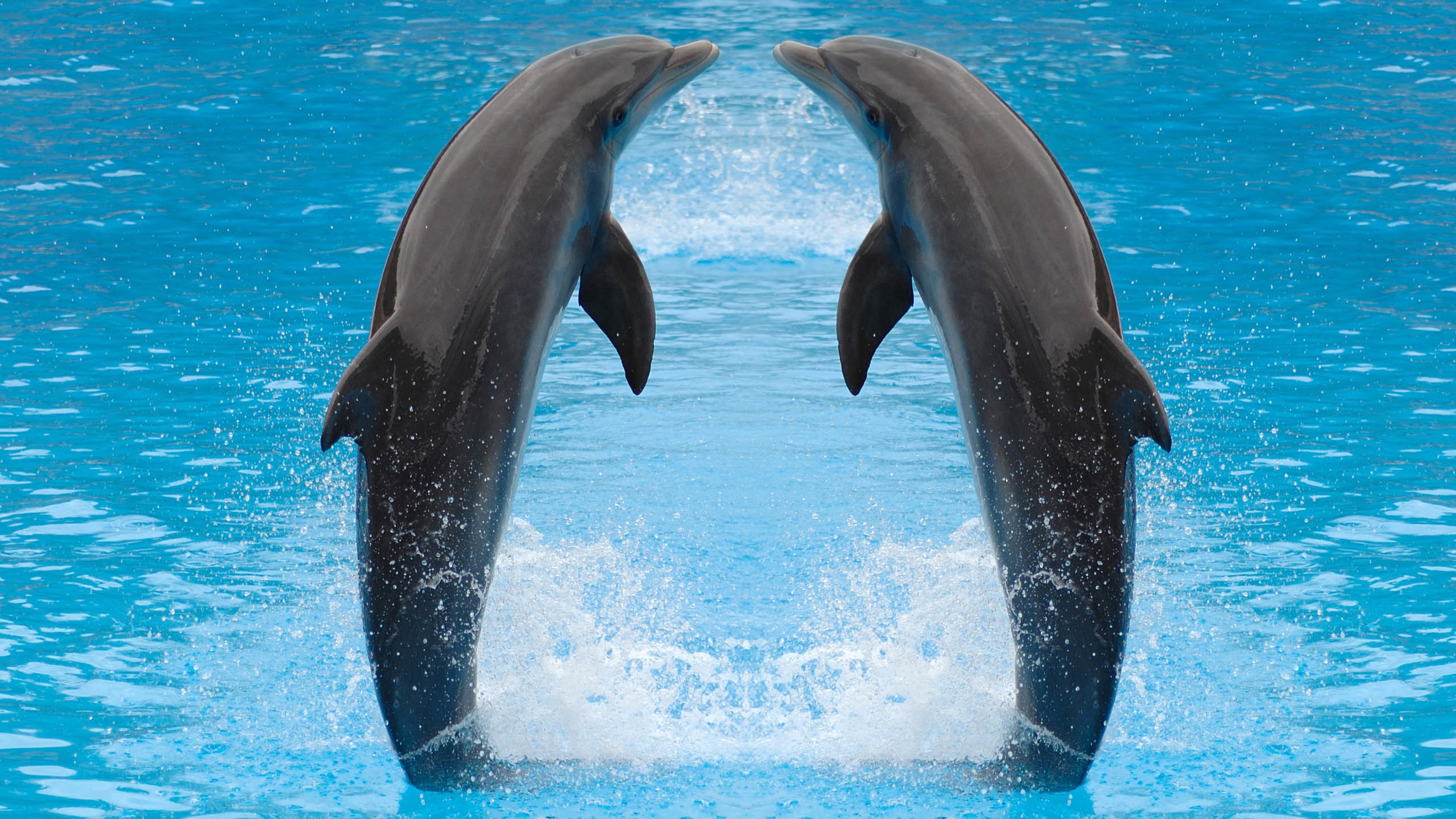 海底世界,海豚戏水