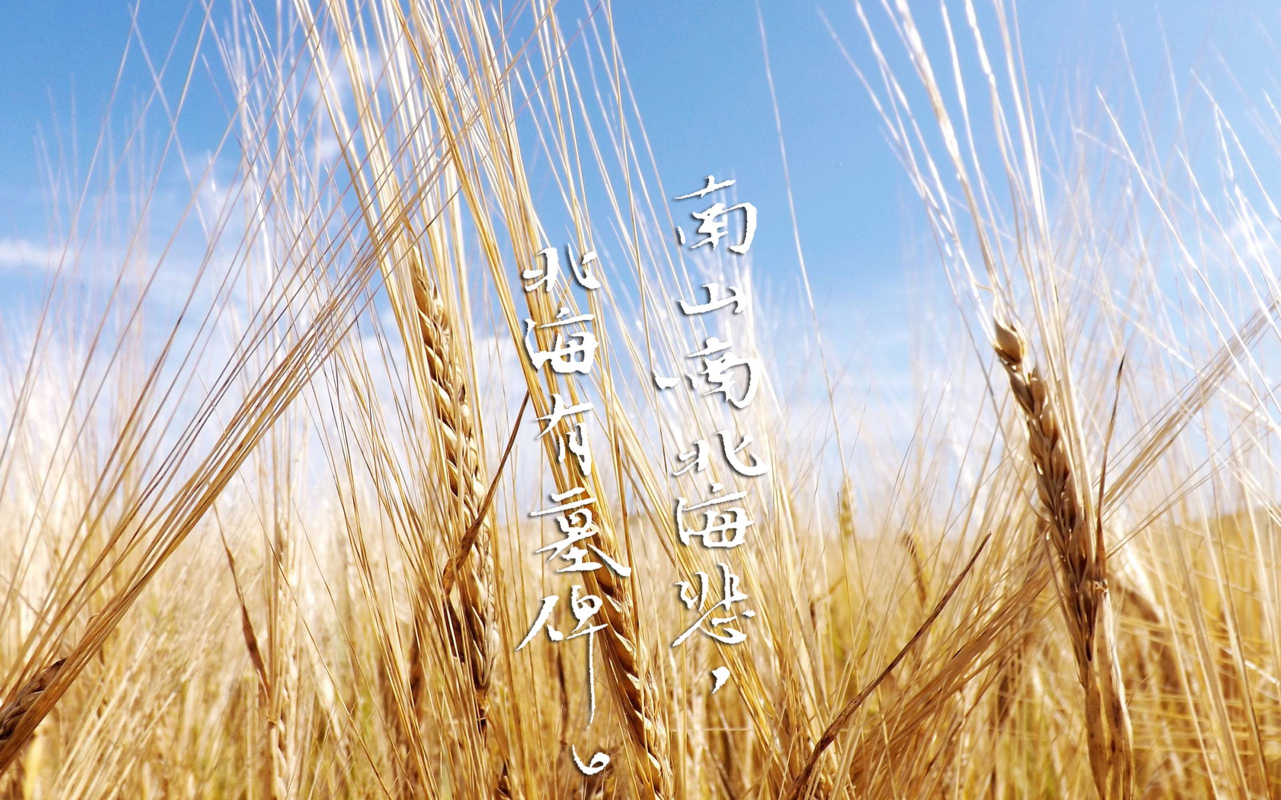 文字,歌词,南山南