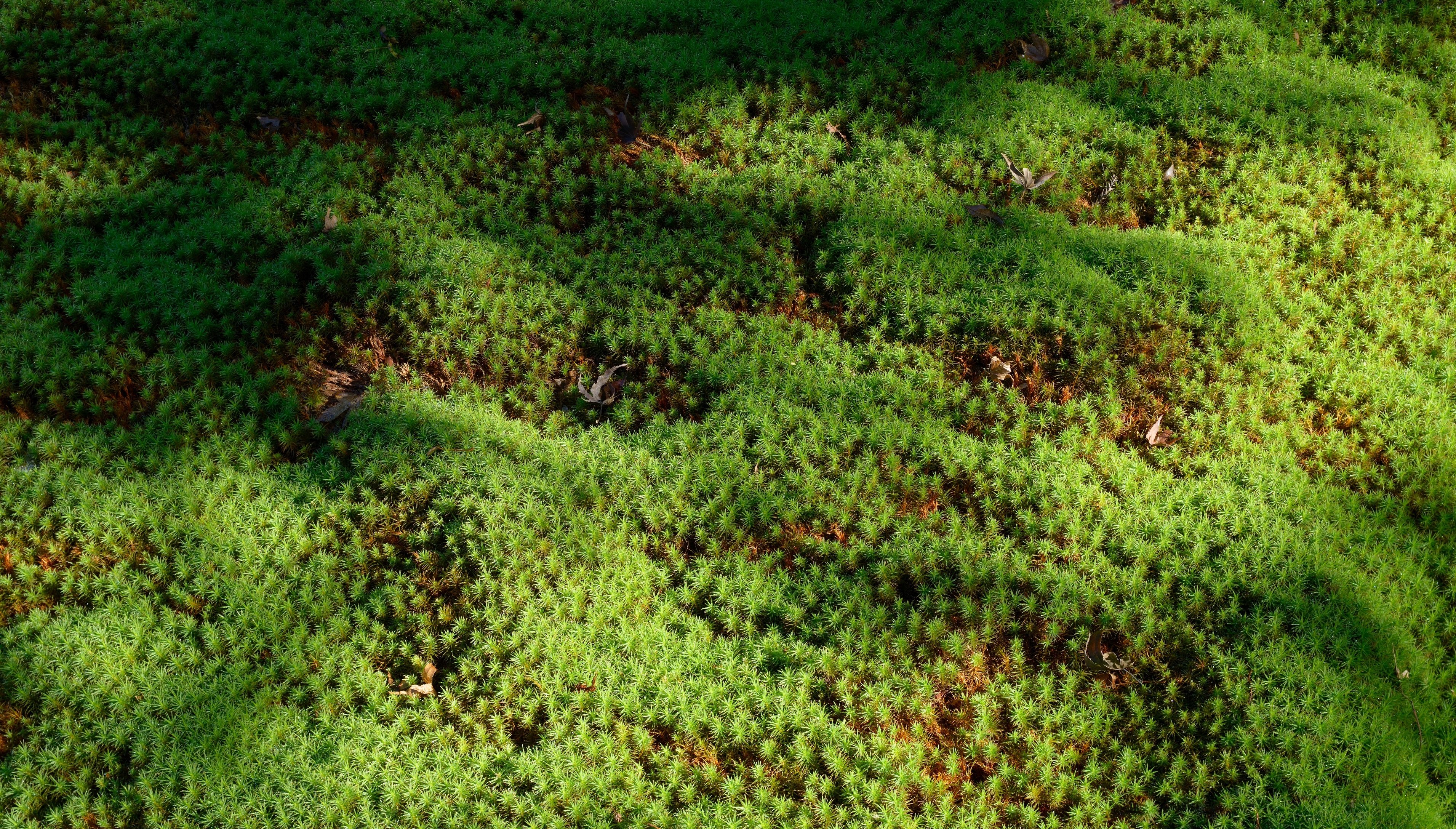 草地,绿色,护眼