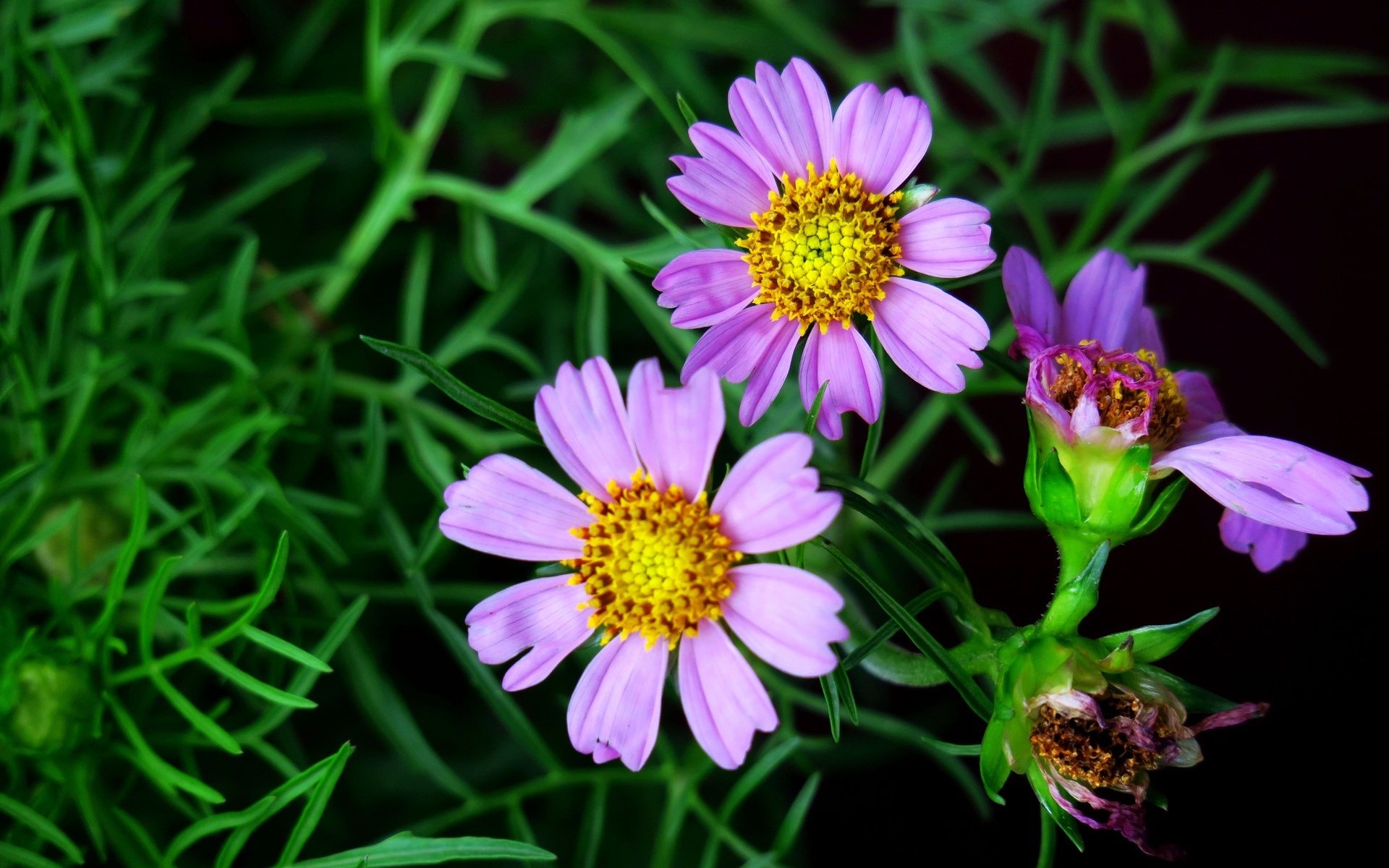 娇艳欲滴,紫色波斯菊