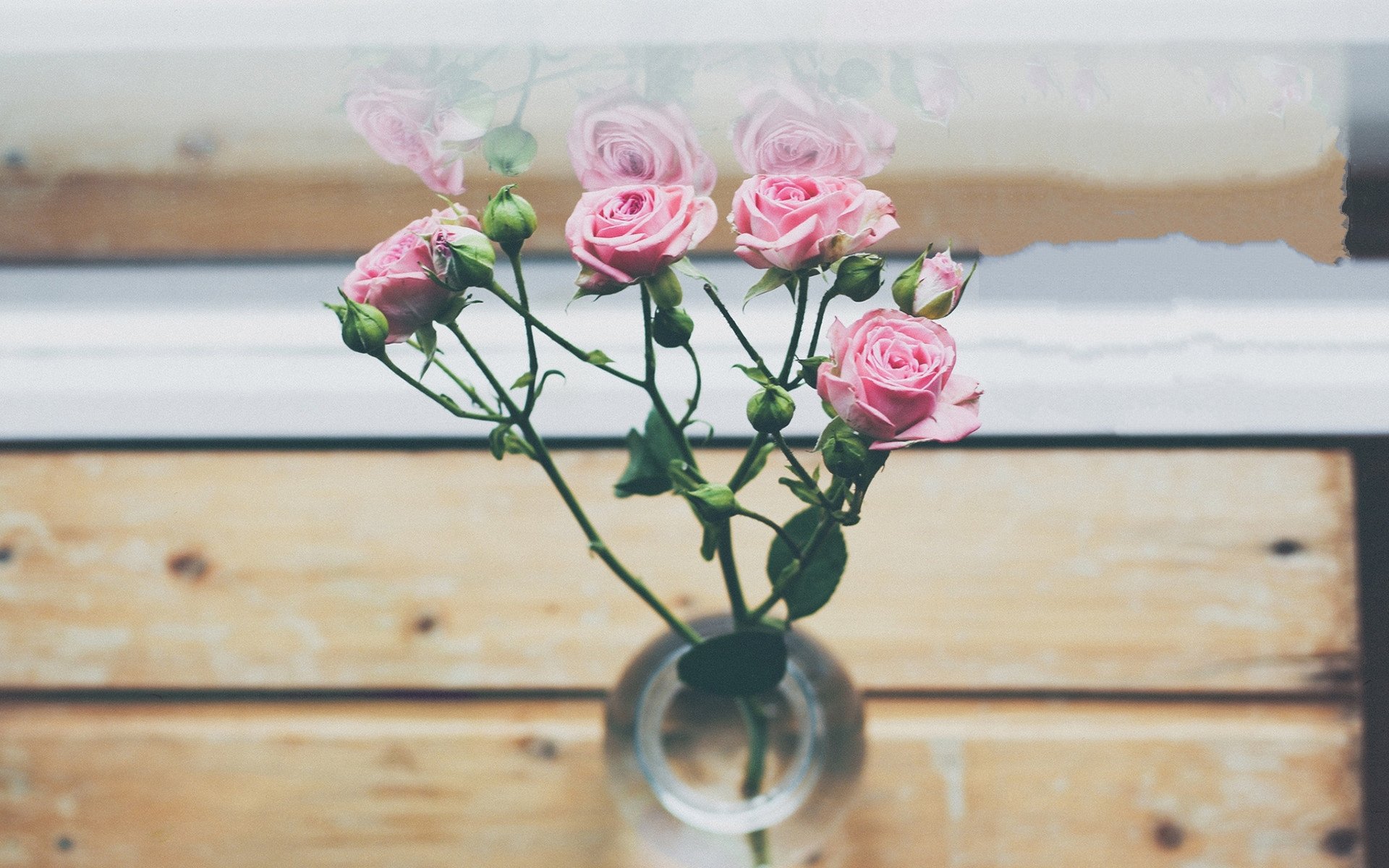 清新淡雅,粉色玫瑰花