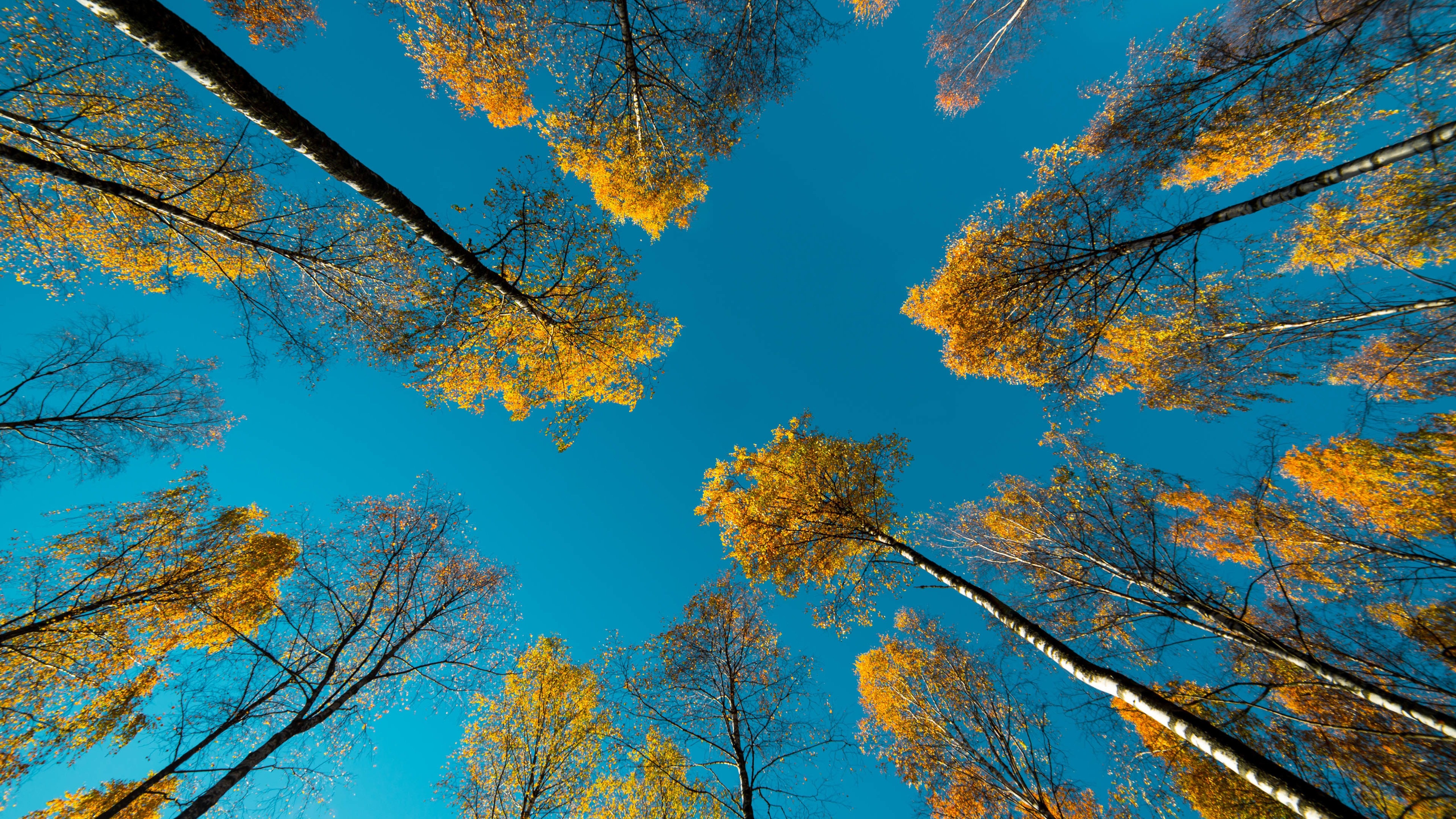 蓝色天空,红色树叶
