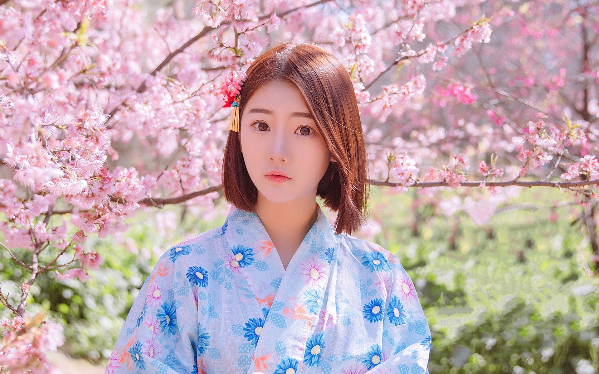 清纯,樱花和服美女