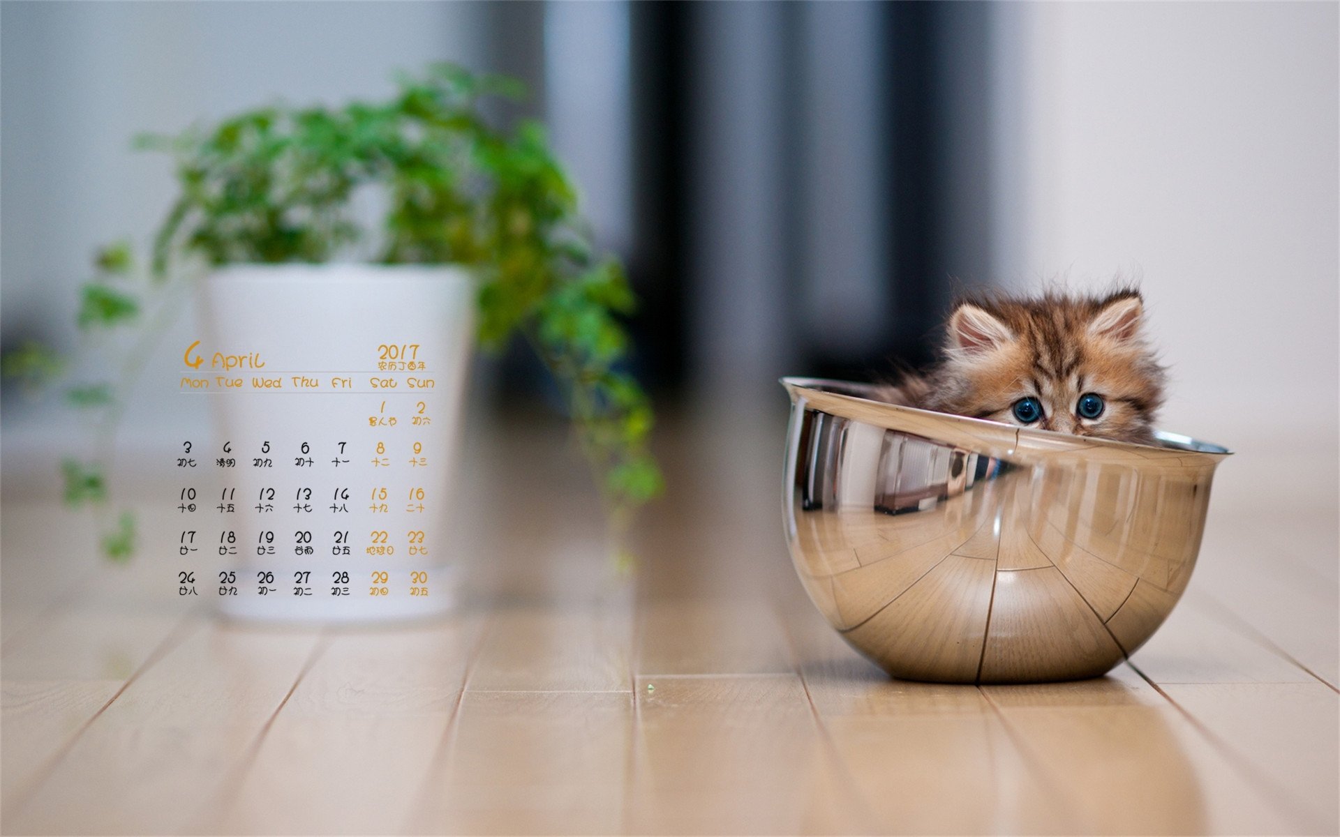 2017年4月,小猫咪