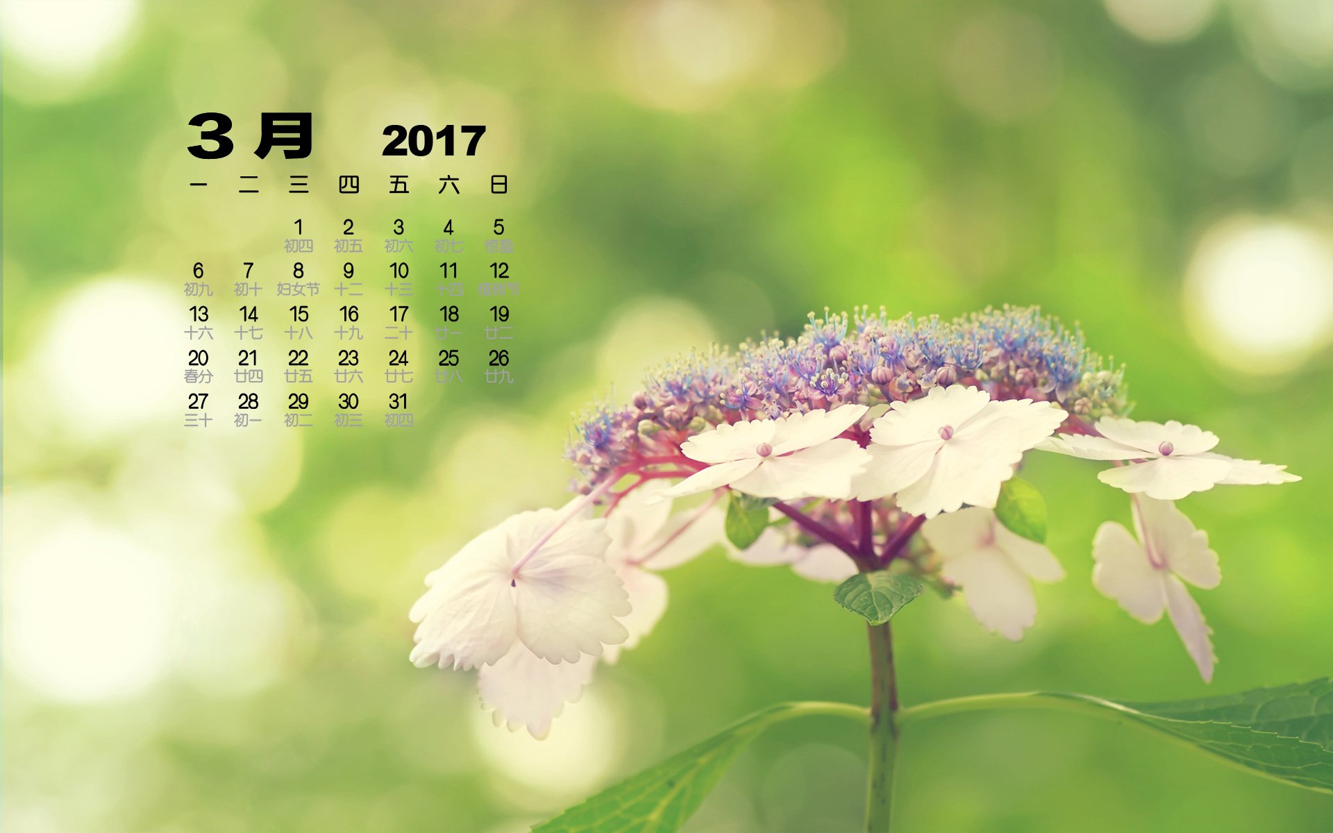 2017年3月,小清新,花朵