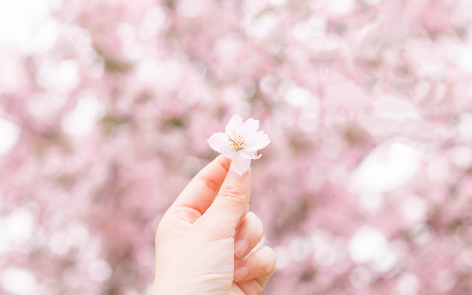 清新淡雅,一朵樱花