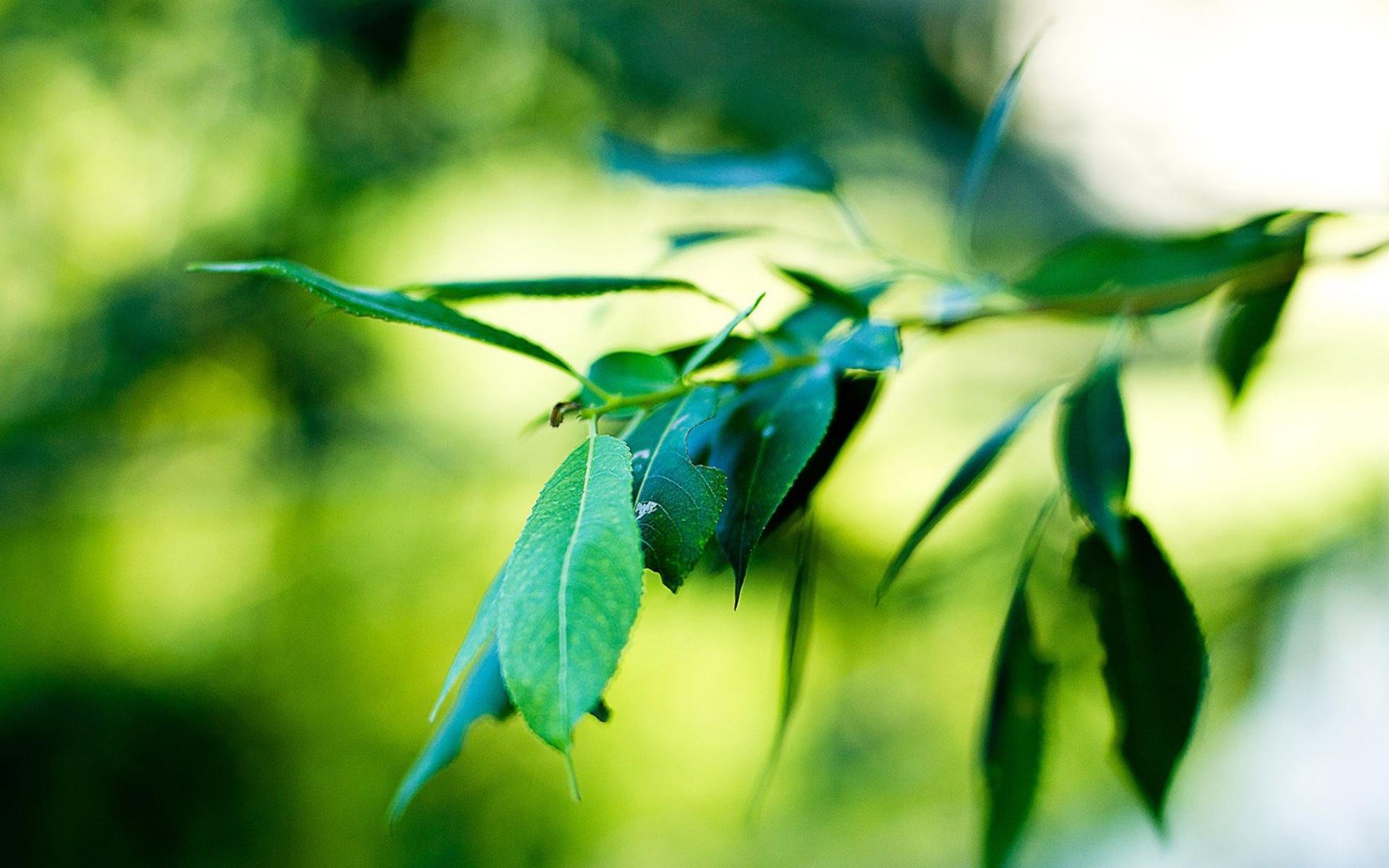 护眼壁纸,树叶,绿色植物
